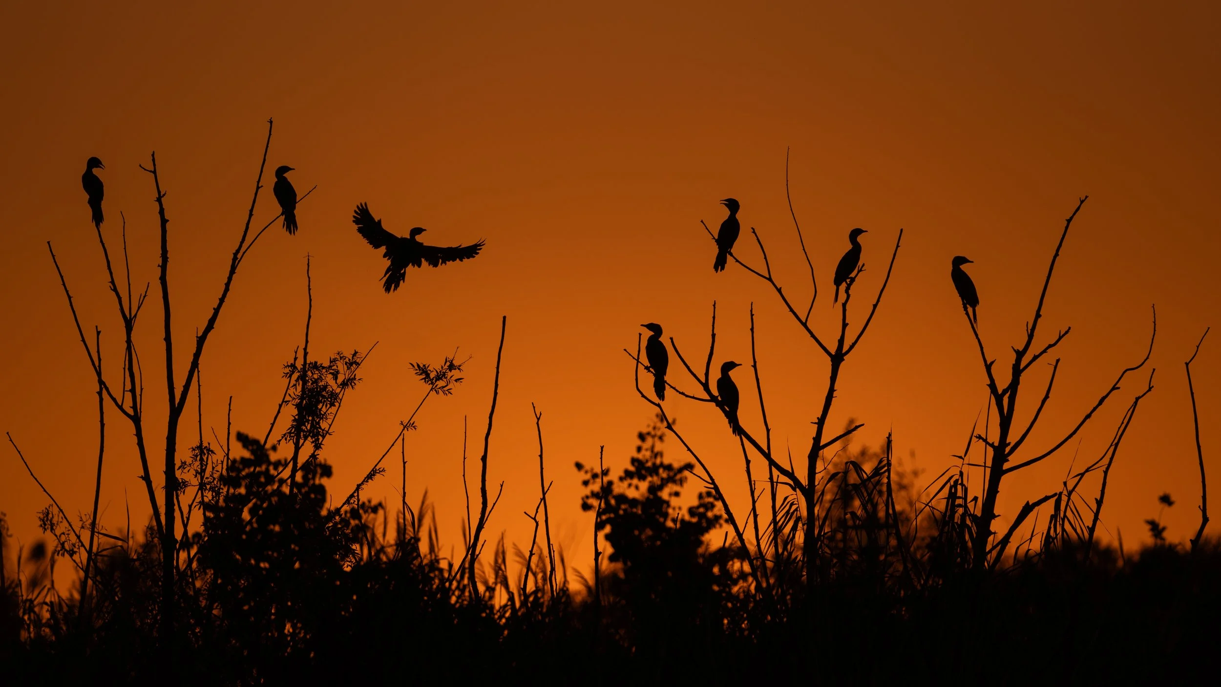 Pygmy cormorants, Tirana, Albania
