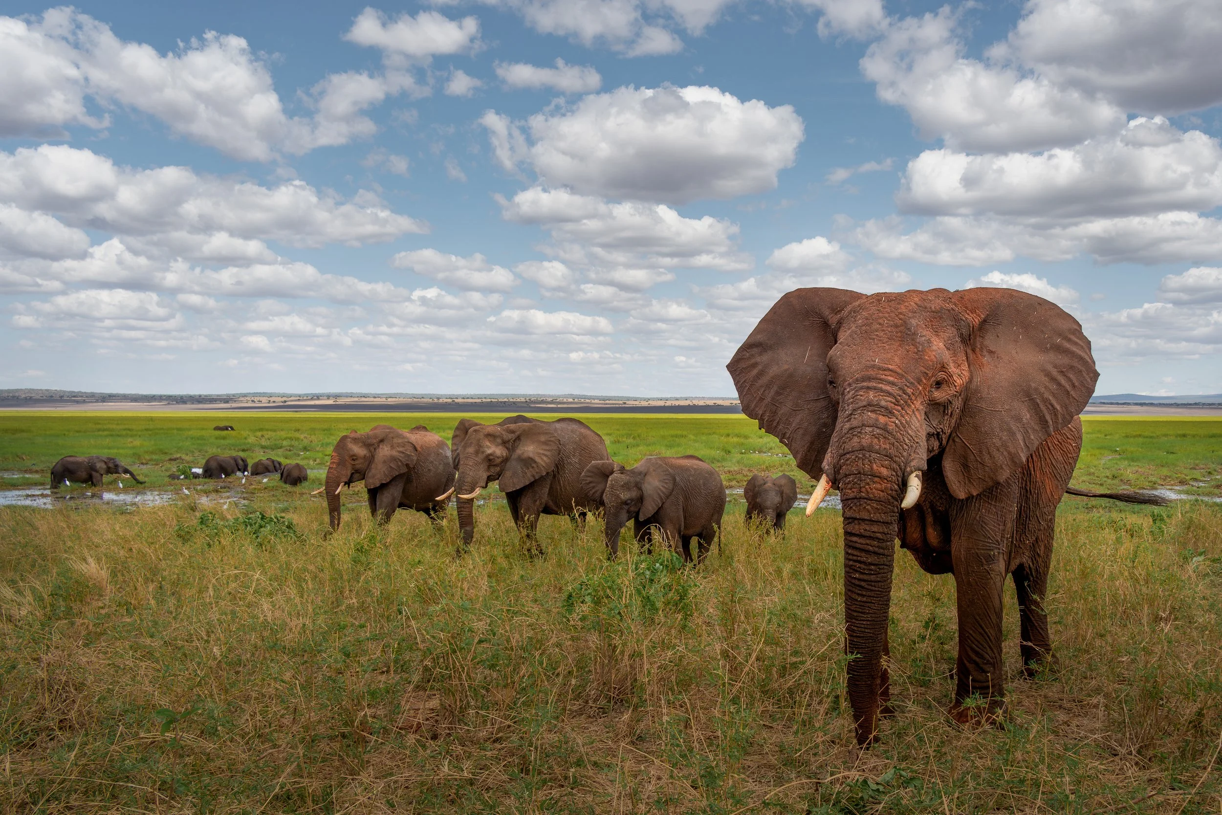 African bush elephants, Tarangire National Park, Tanzania