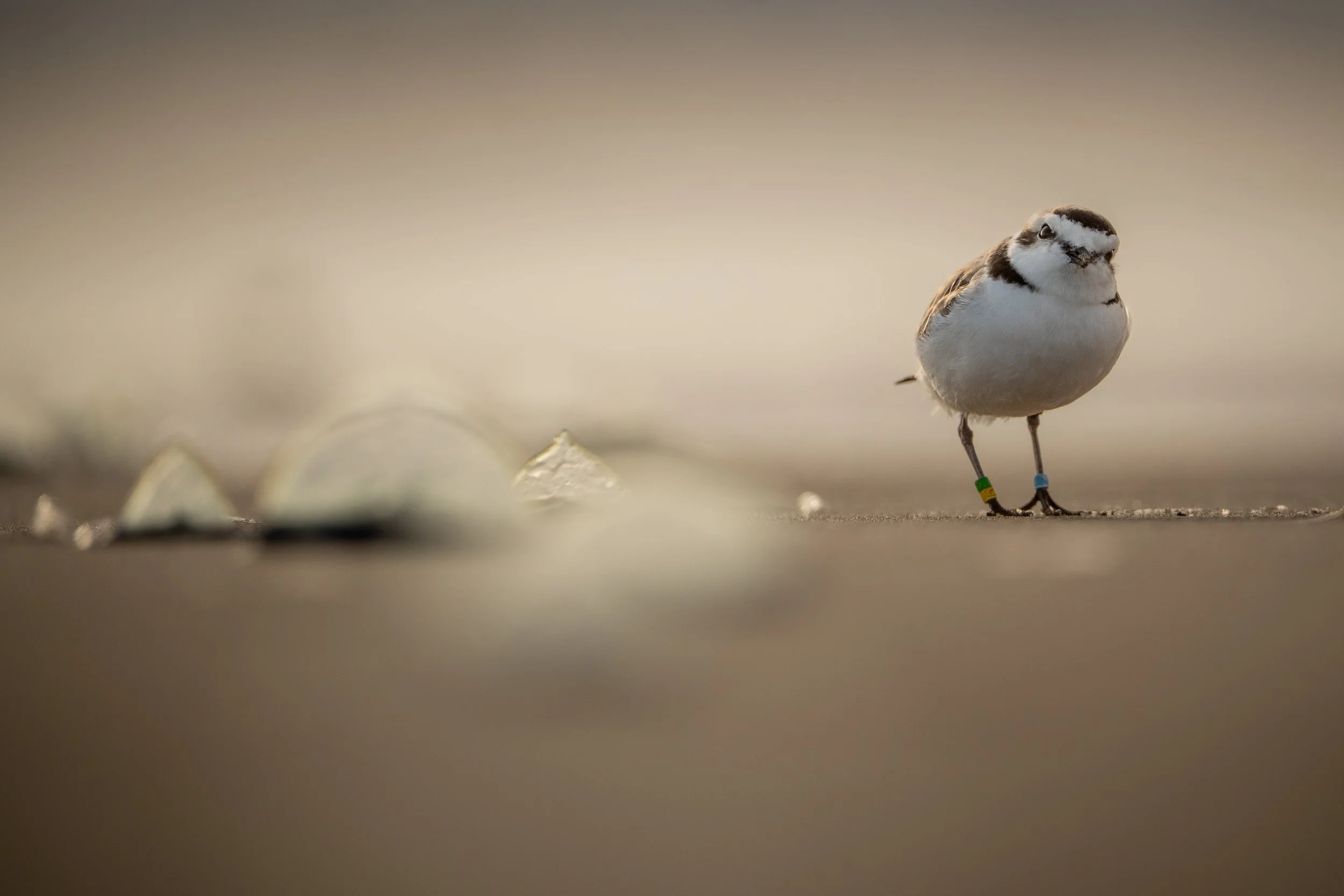 Snowy Plover.jpg