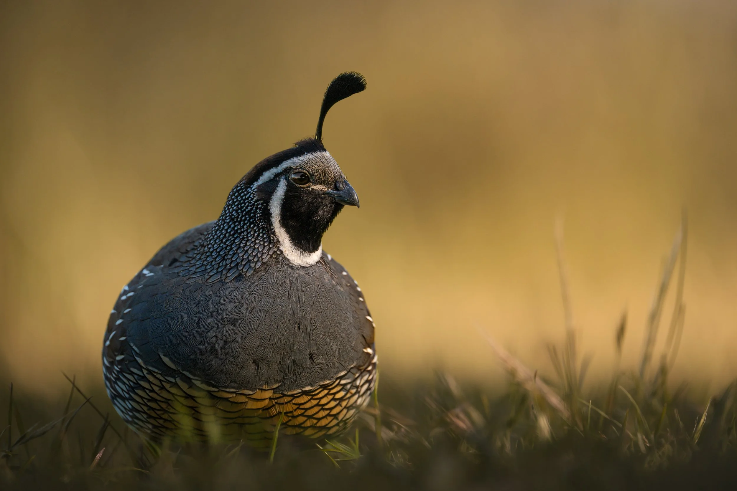 California Quail.jpg