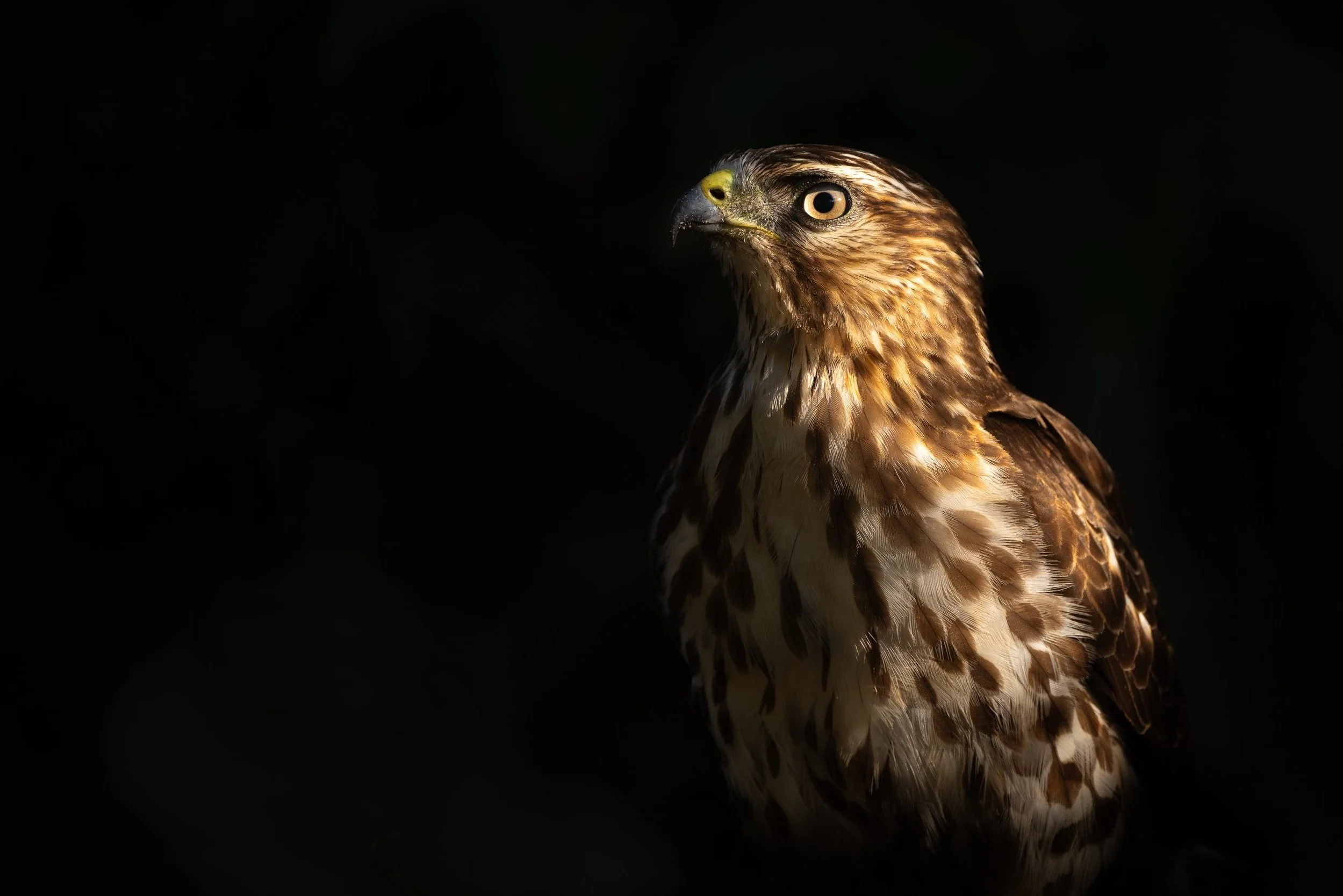 Broad-winged hawk, Monteverde, Costa Rica