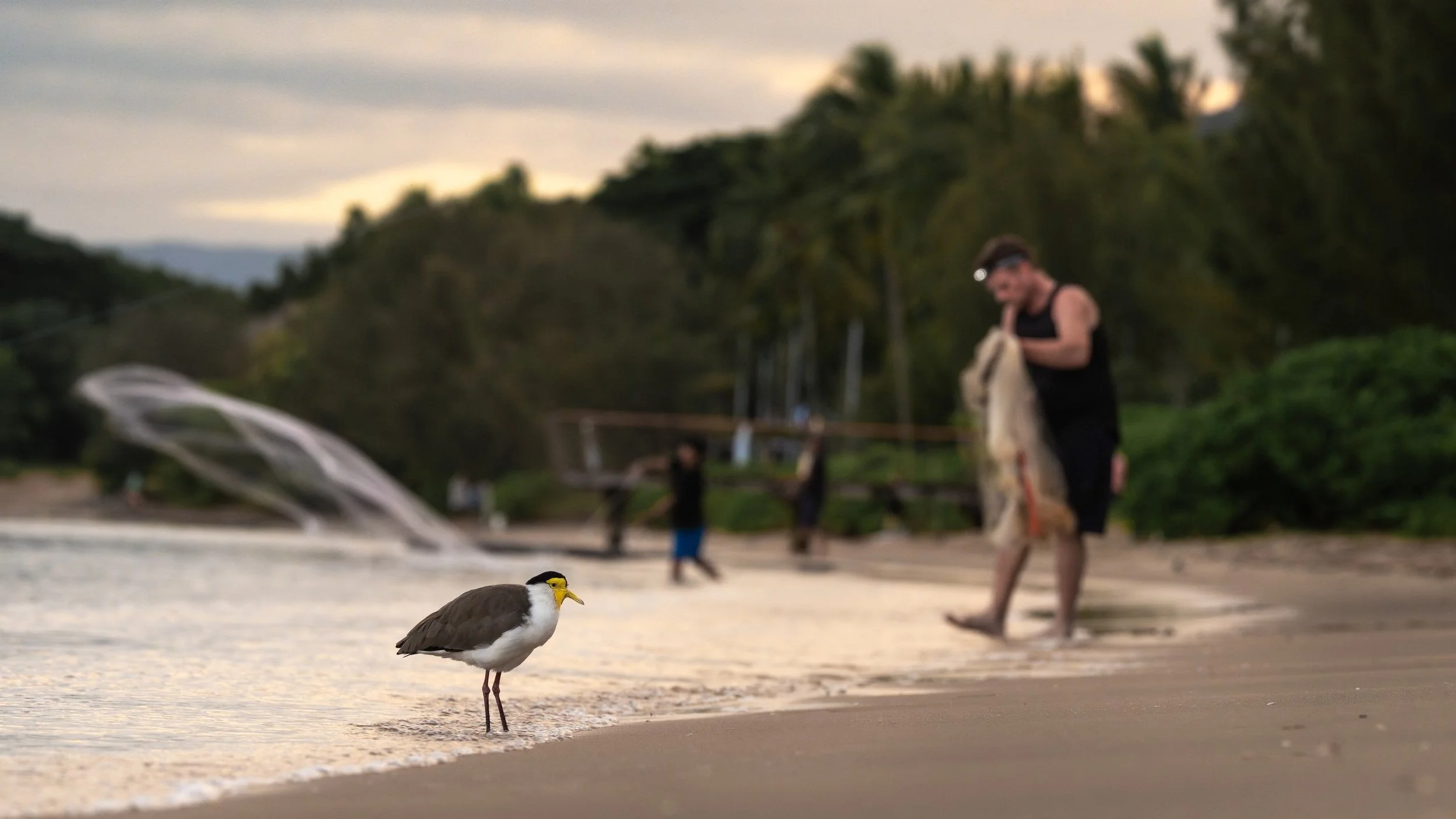 Masked lapwing, Cairns, Australia
