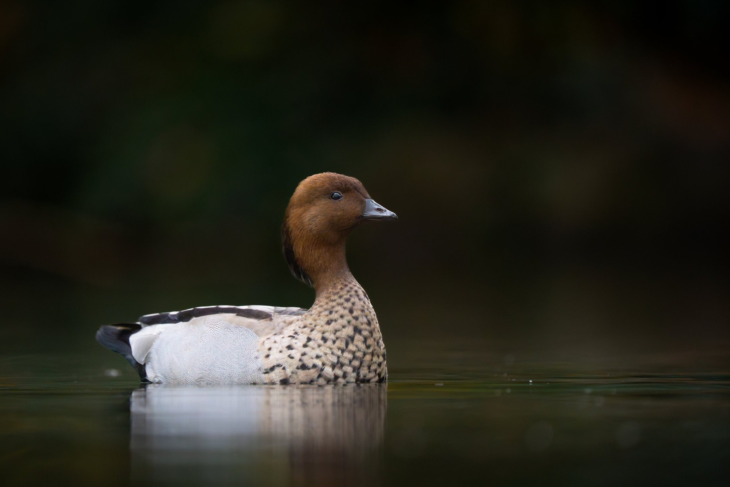 Maned duck, Melbourne, Australia