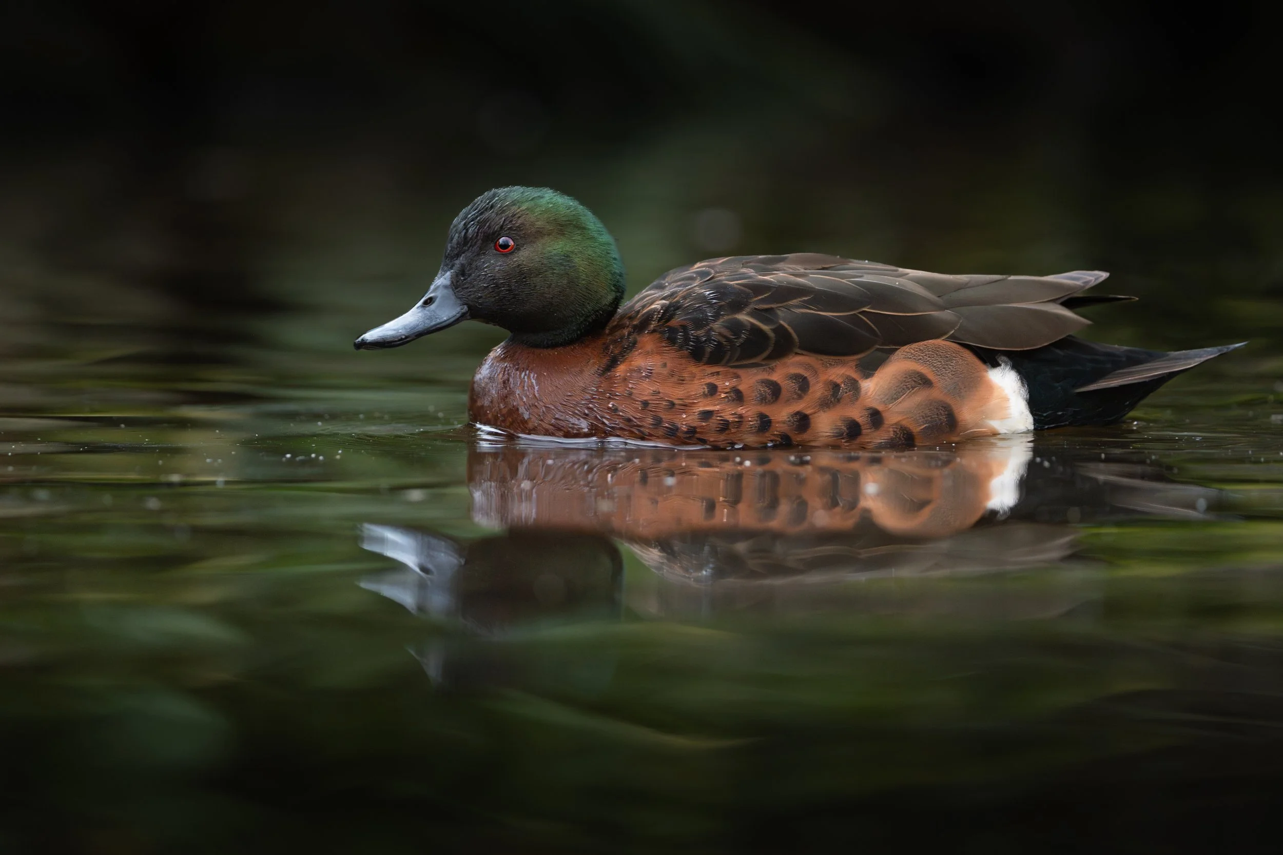 Chestnut teal, Melbourne, Australia