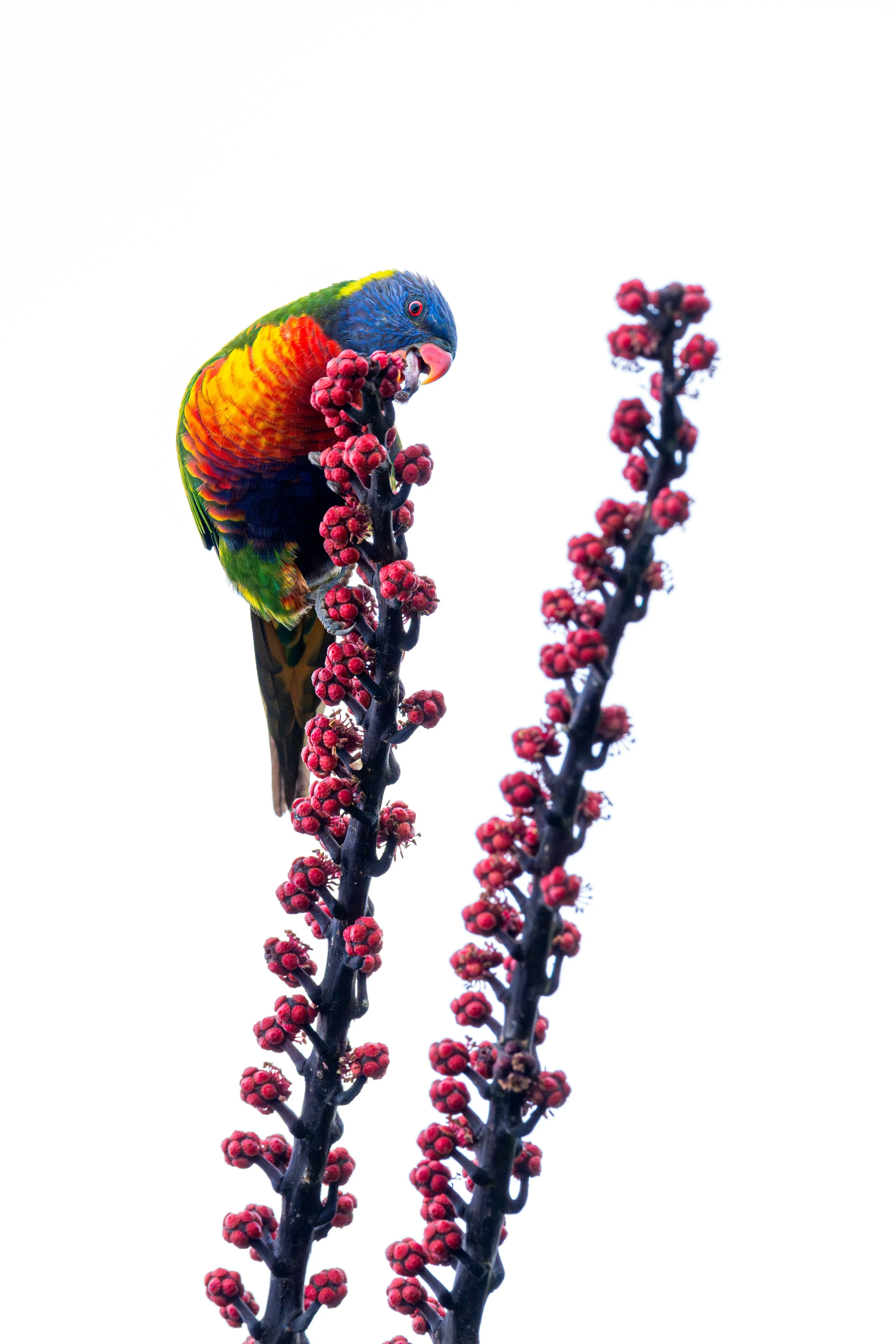 DSC08298-Enhanced-NR-Edit (1).jpg