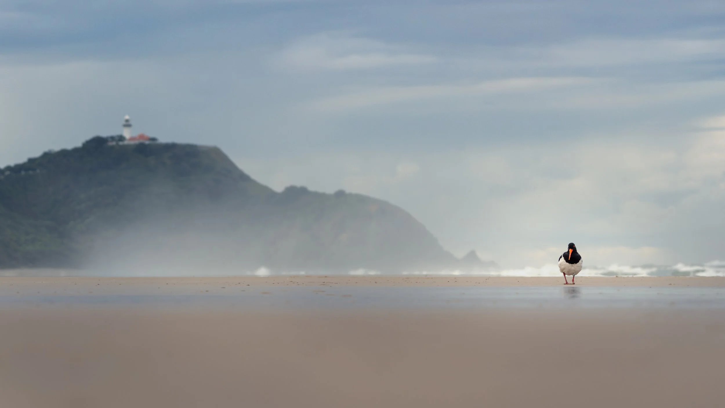 Pied oystercatcher, Byron Bay, Australia