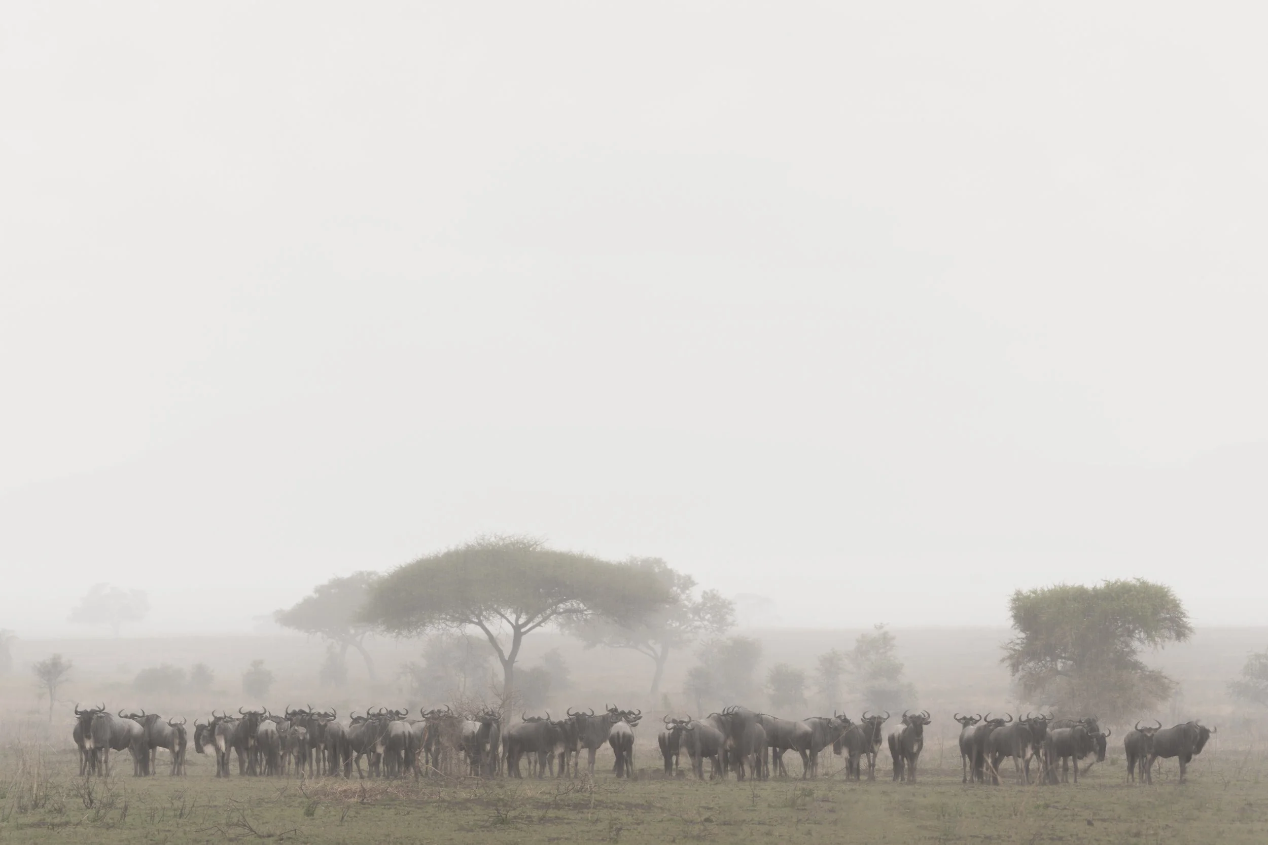 Wildebeest, Serengeti National Park, Tanzania 