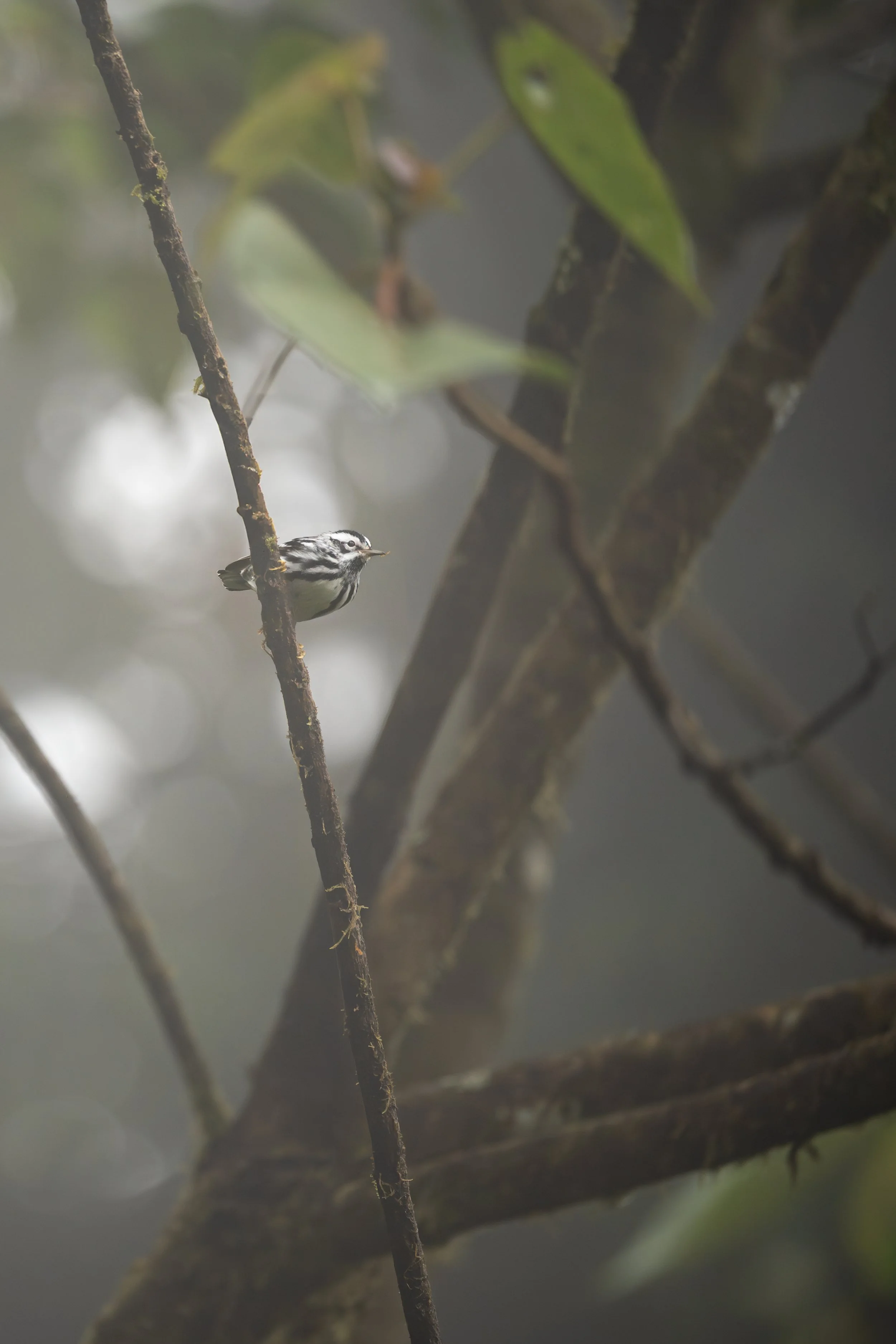 Black and white warbler, Monteverde, Costa Rica