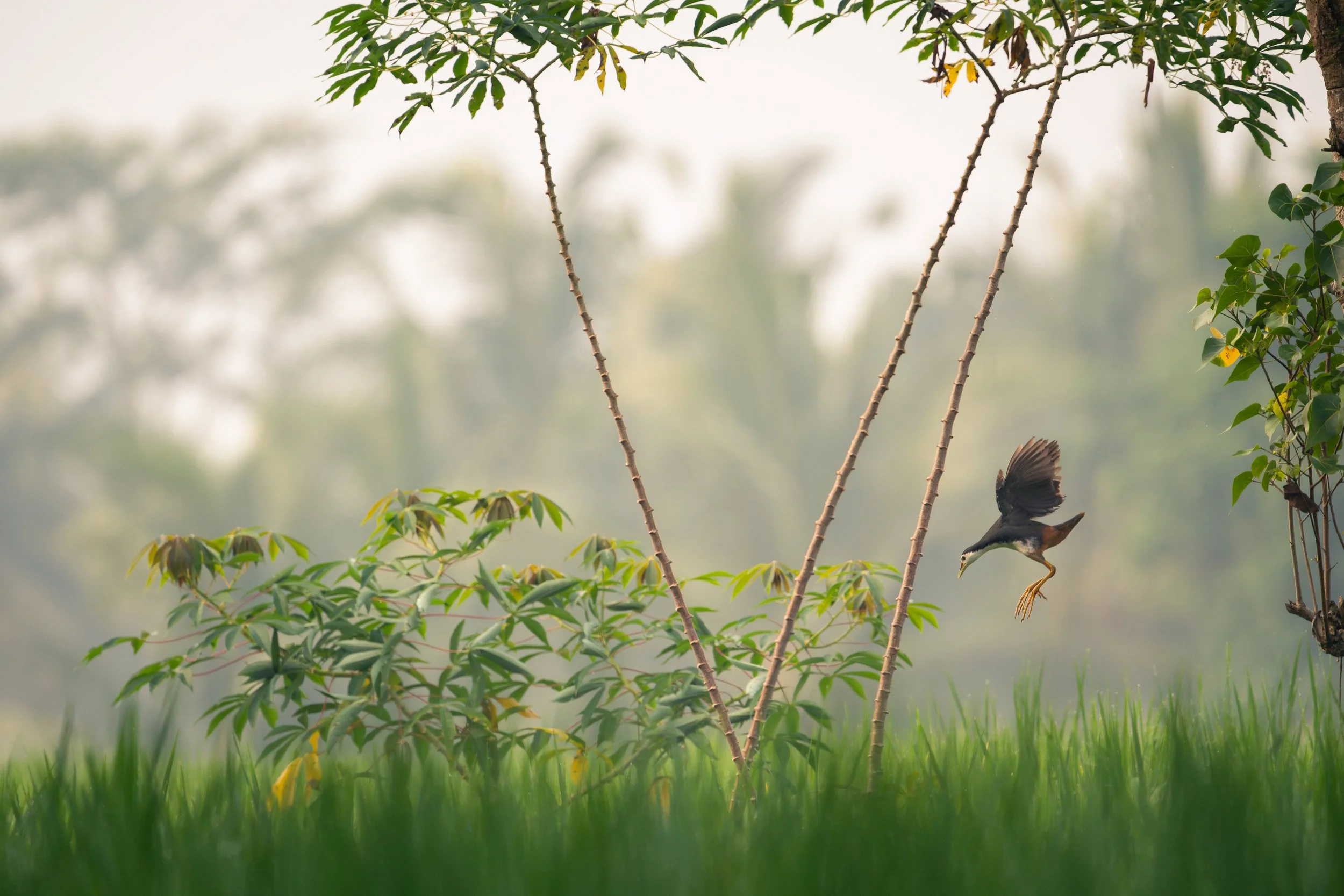 White-breasted waterhen, Ubud, Bali