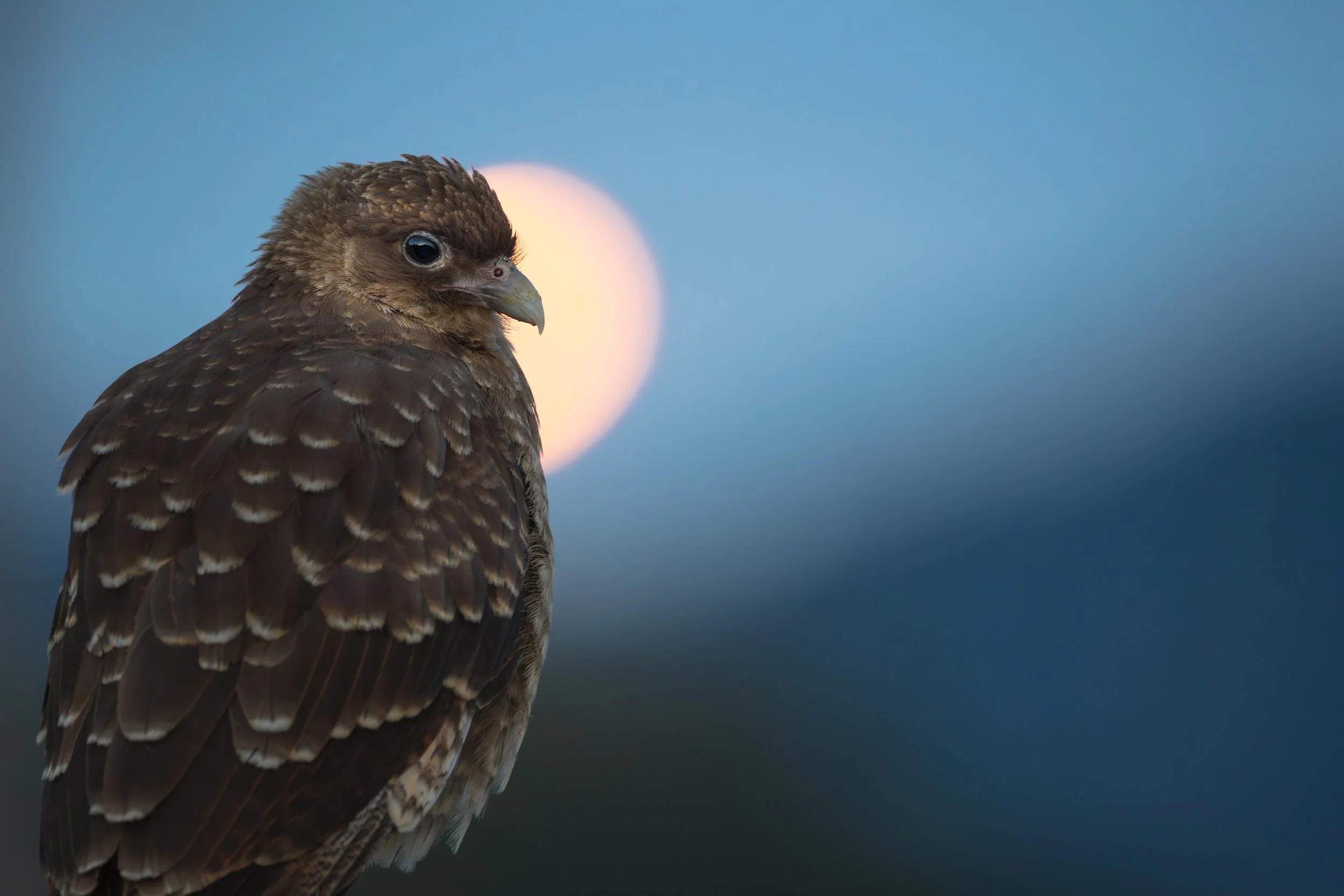 Chimango caracara, Carretera Austral, Chile