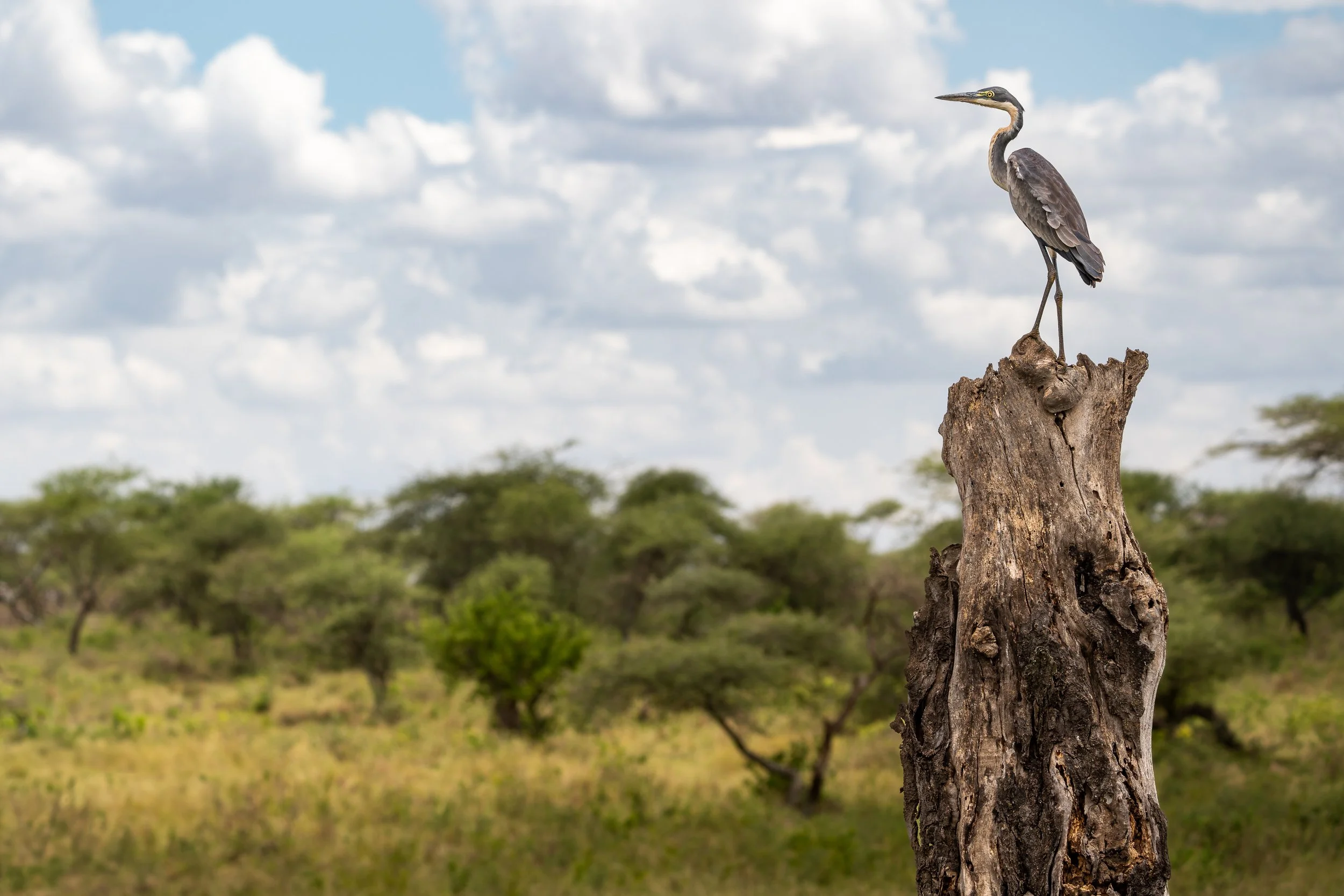Black-headed heron, Serengeti National Park, Tanzania