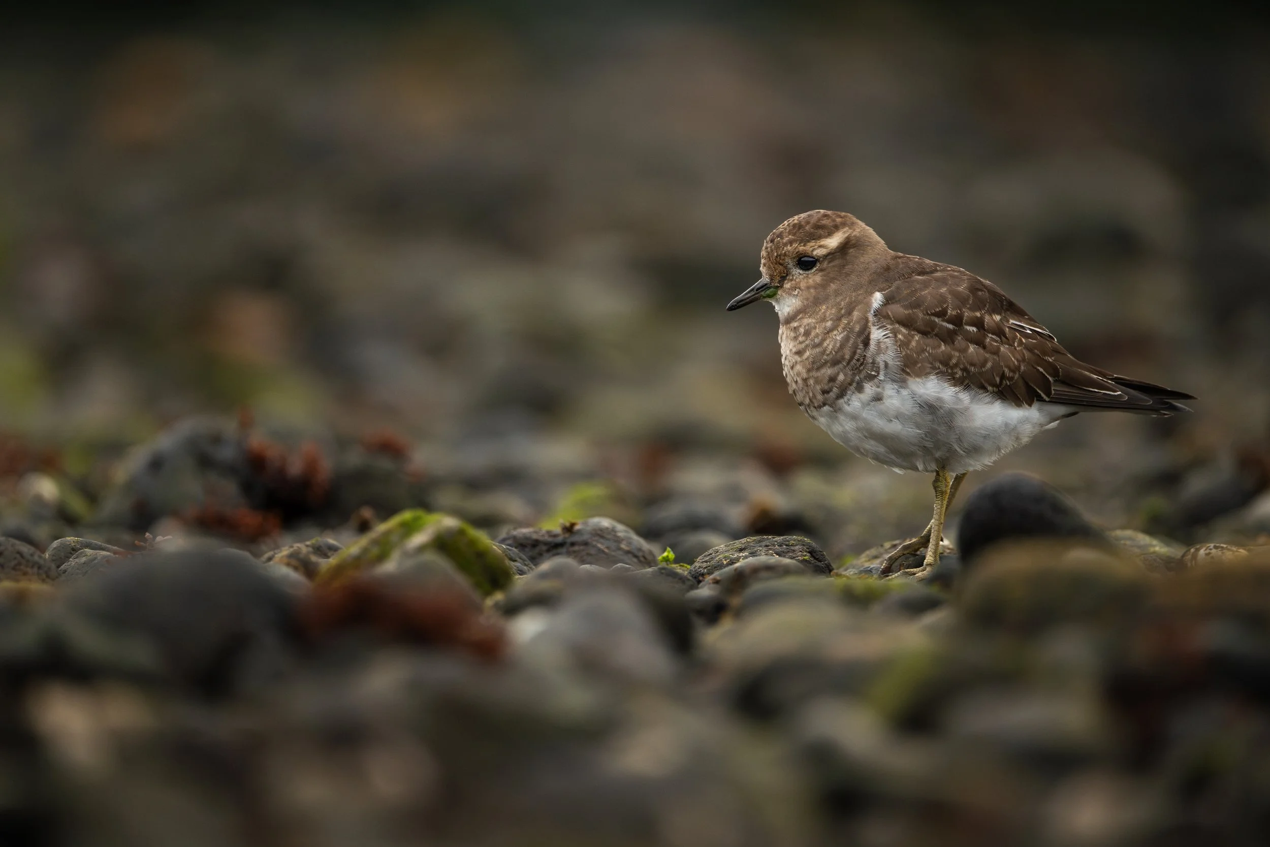 Rufous-chested dotterel, Carretera Austral, Chile