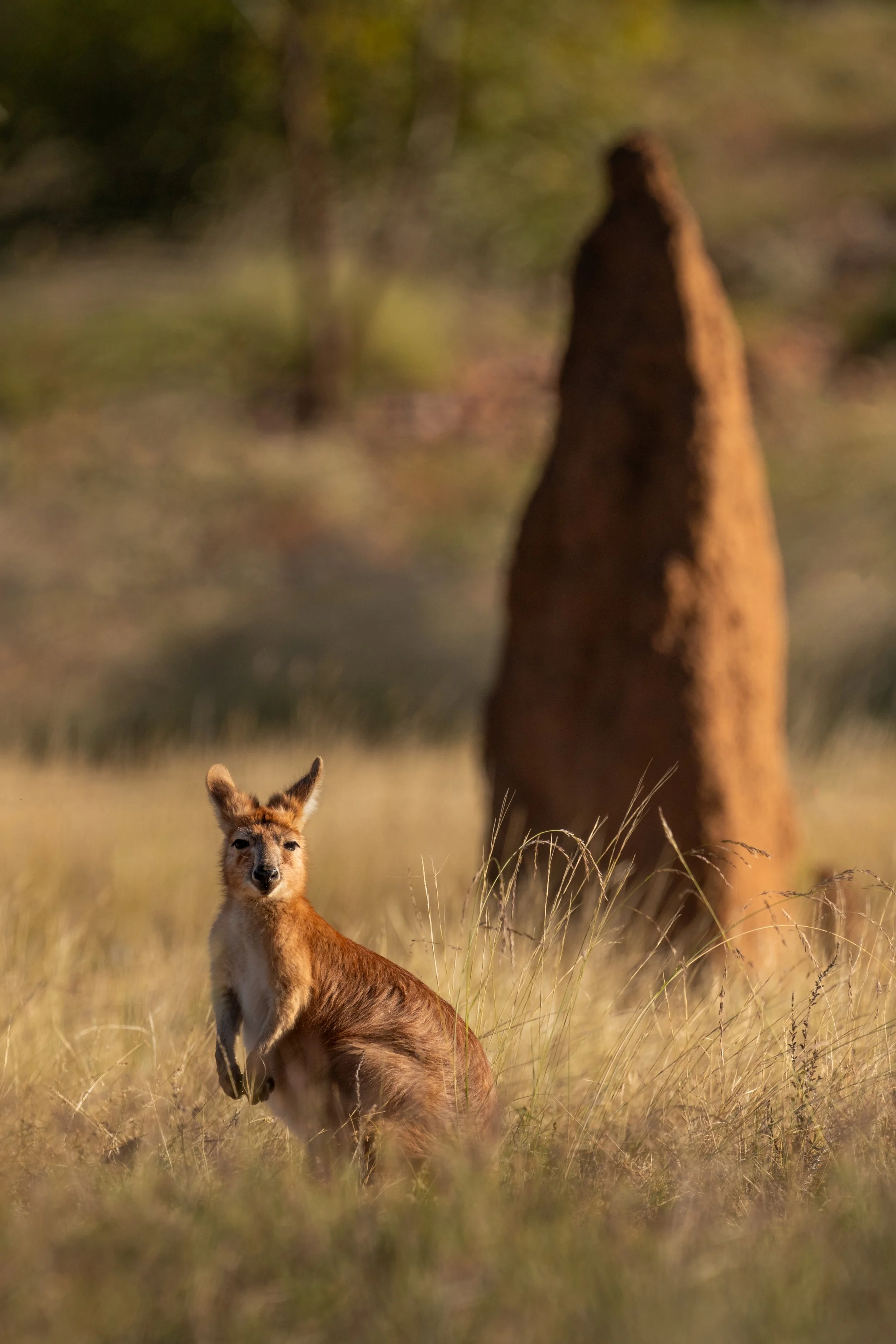 Hill kangaroo, Banka Banka, Australia