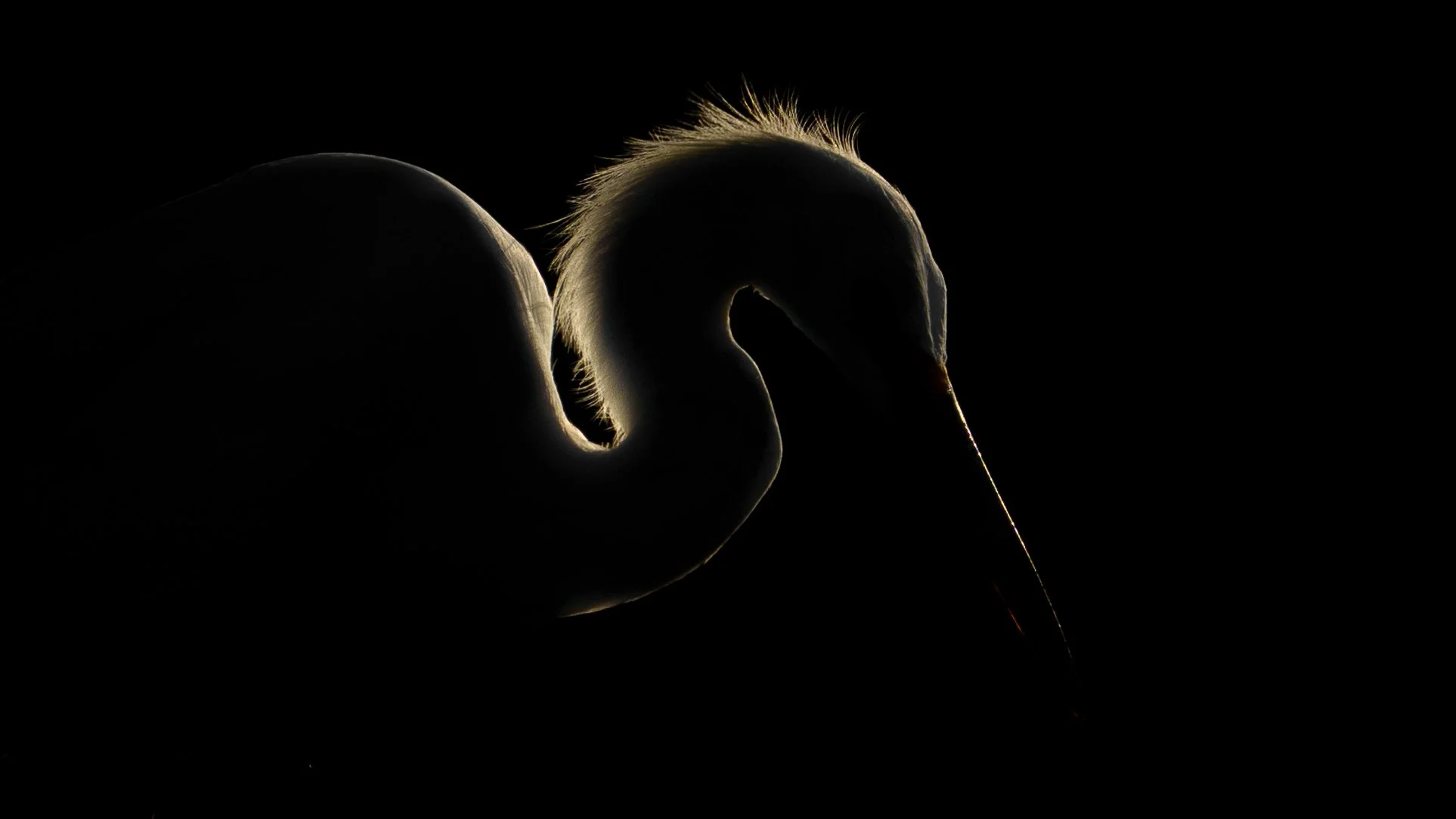 Silhouette of a swan with a glowing outline, against a dark background, with a long neck and beak.