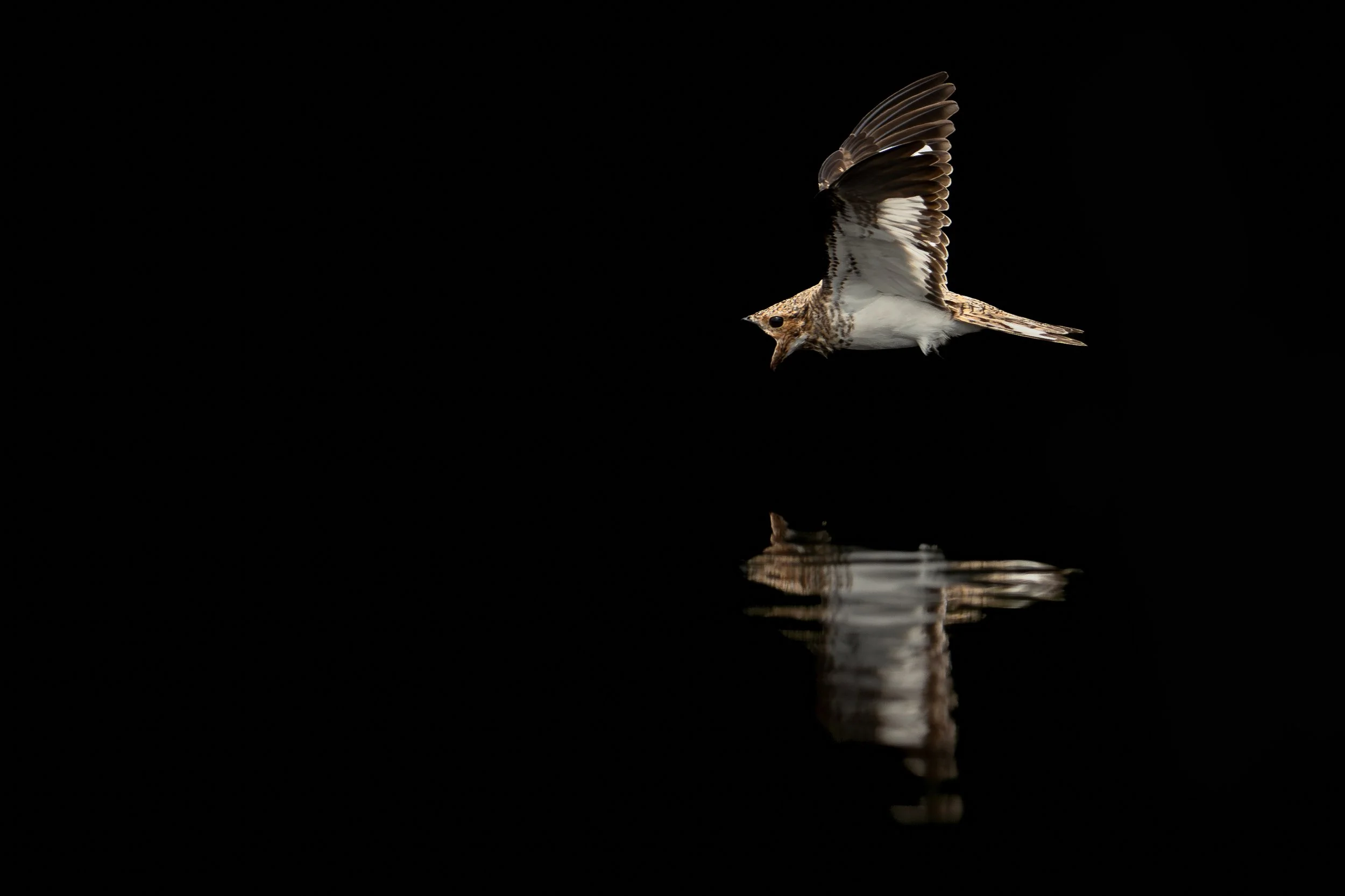 Sand-colored nighthawk, Rio Napo, Ecuador