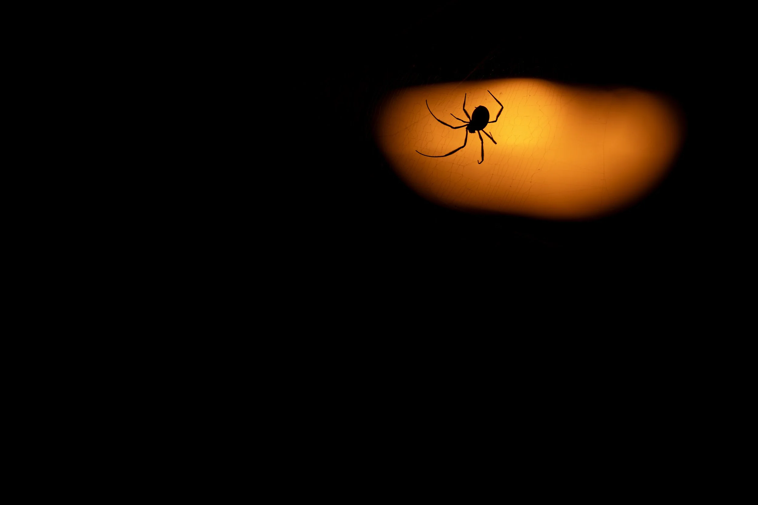 Orb weaver, Brisbane, Australia