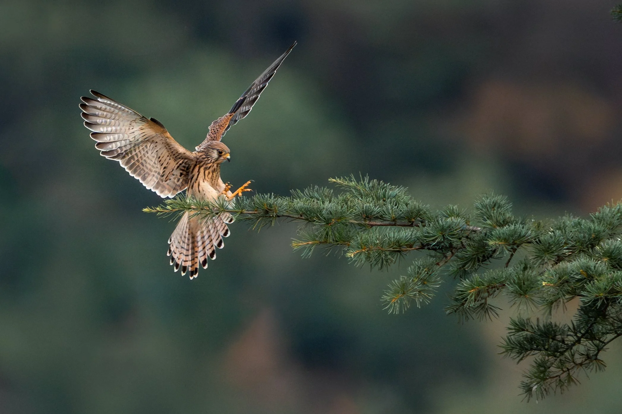 Lesser kestrel, Gjirokaster, Albania