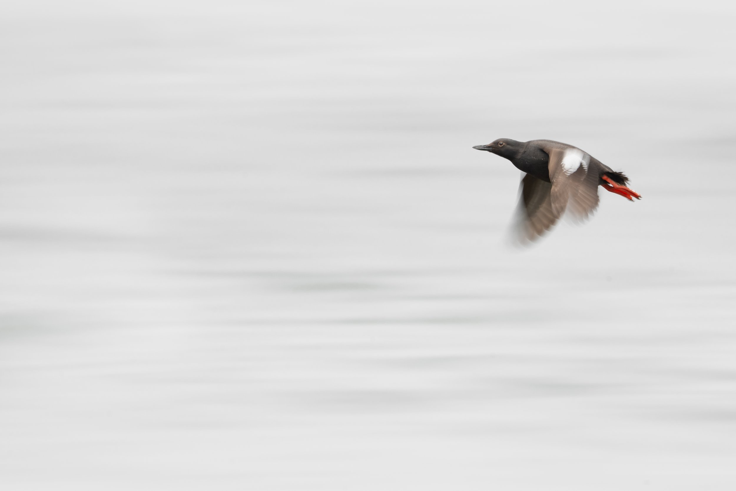 Pigeon guillemot, Central Coast, California