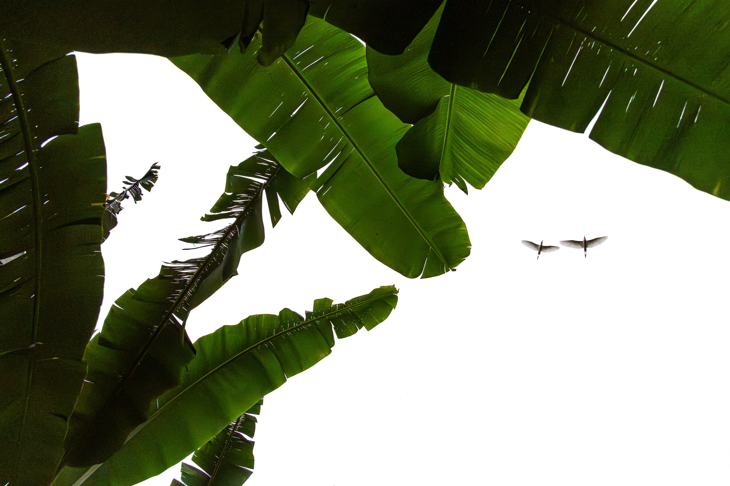Cattle egrets, Ubud, Bali