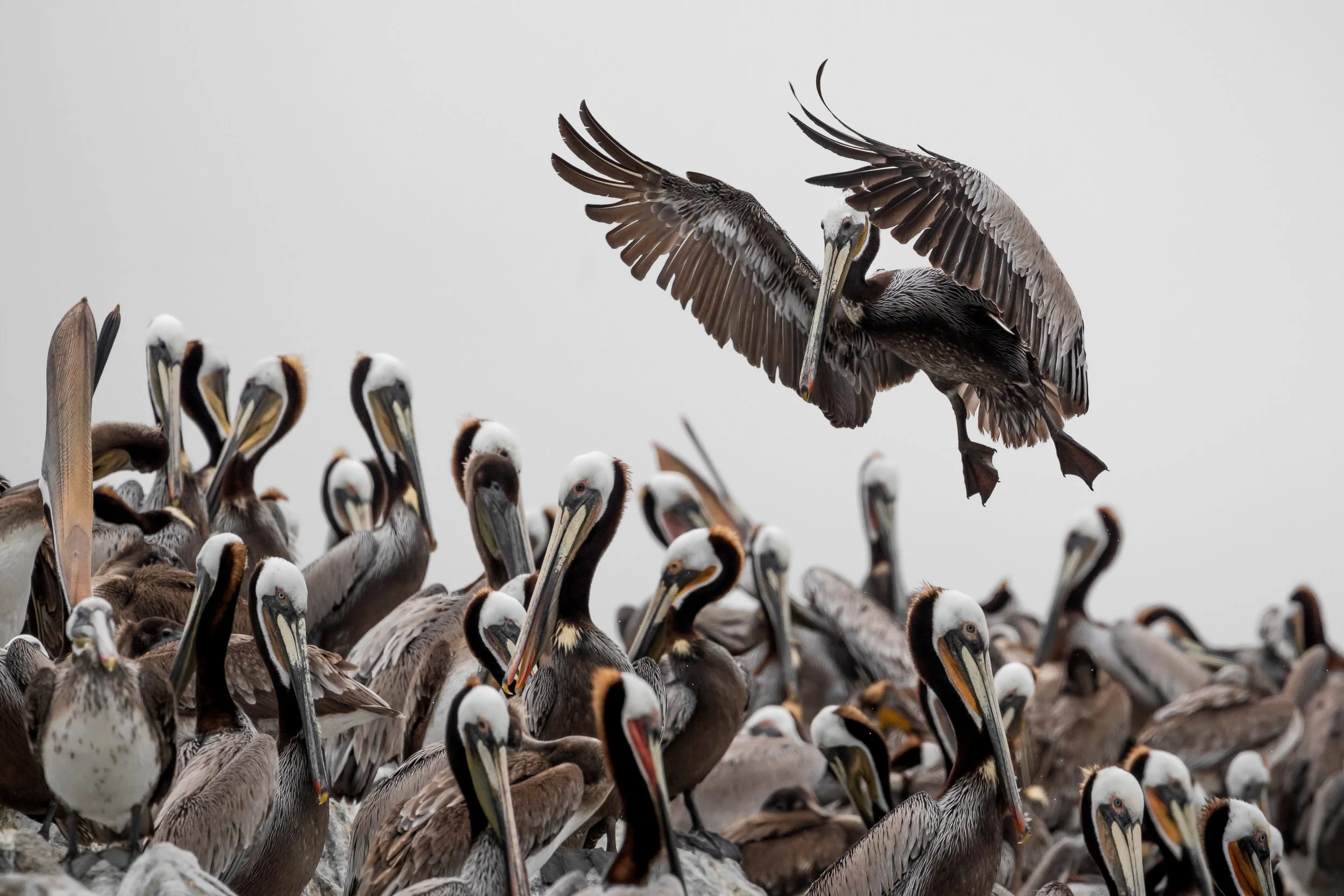 Brown Pelican.jpg