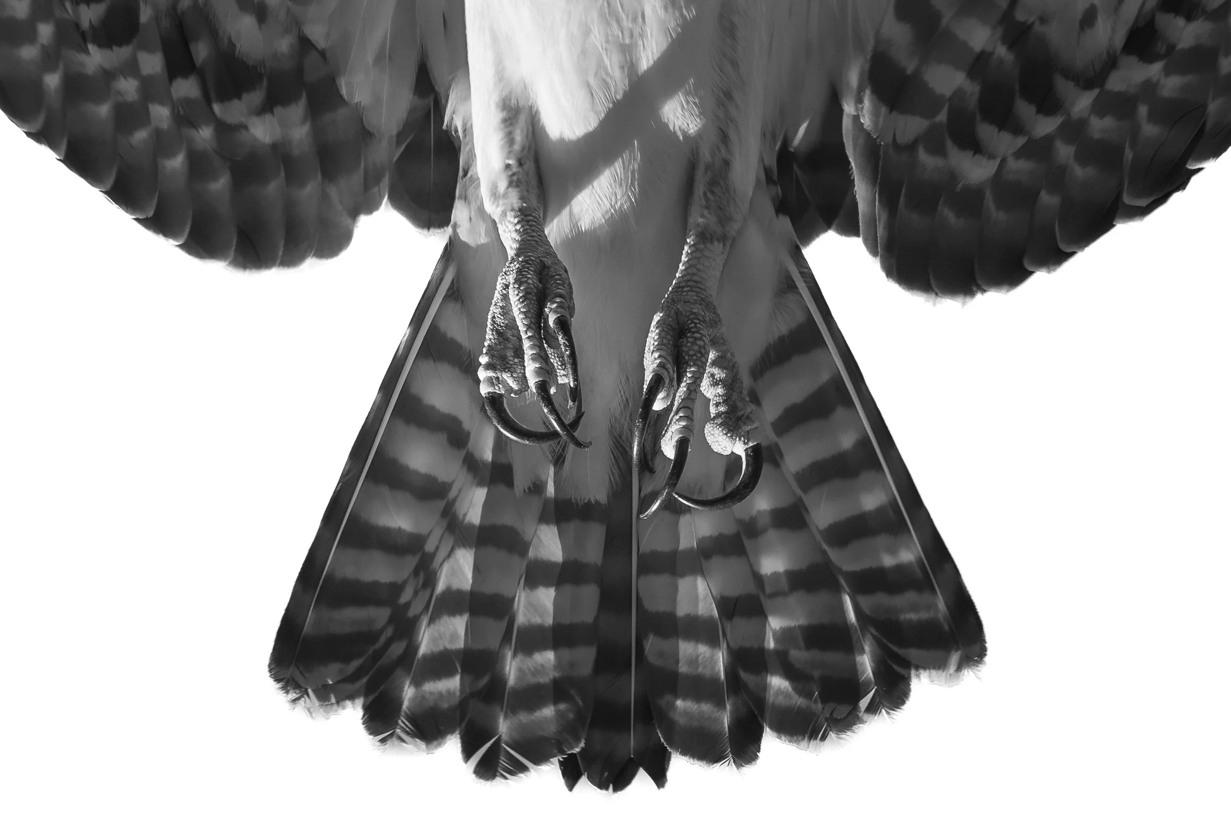Osprey, Nevada County, California