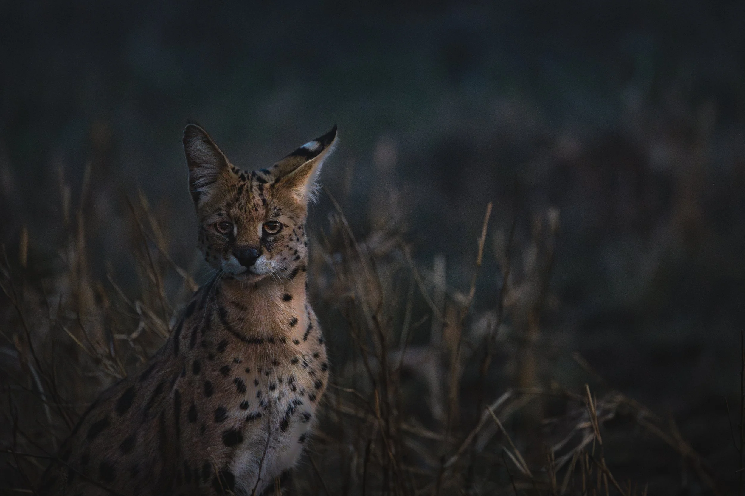 Serval, Serengeti National Park, Tanzania