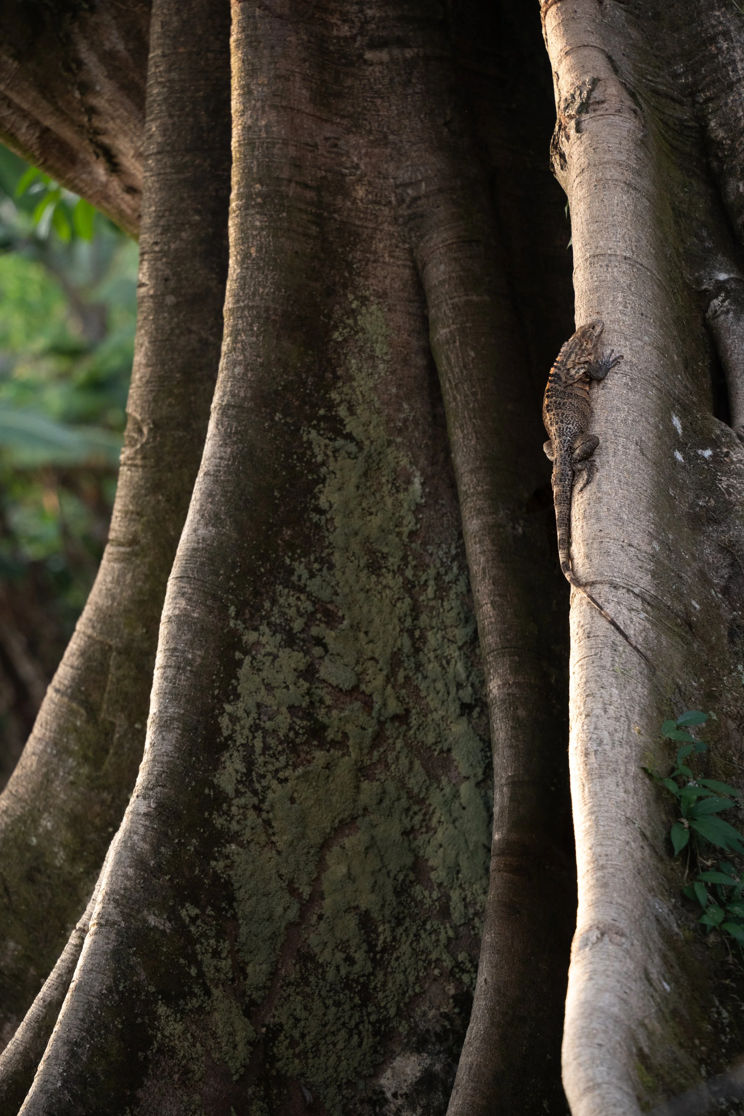Black iguana, Dominical, Costa Rica