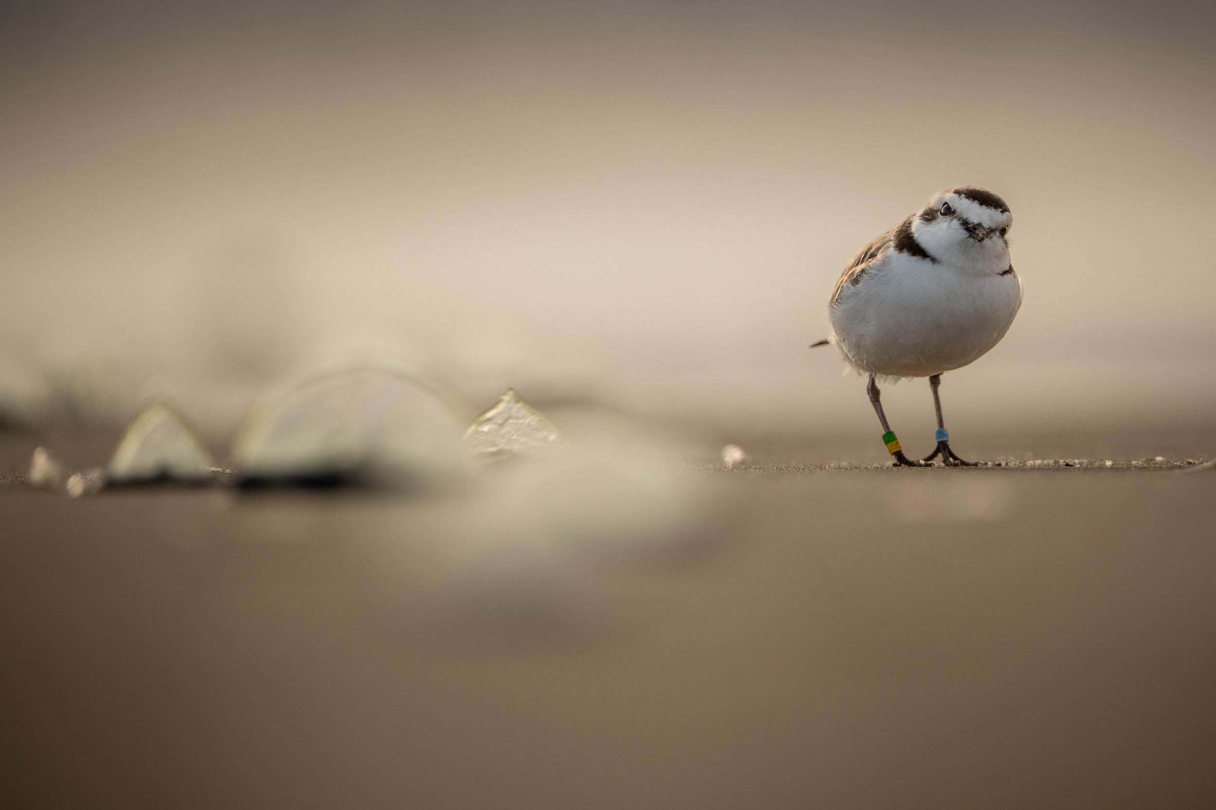 Snowy Plover.jpg