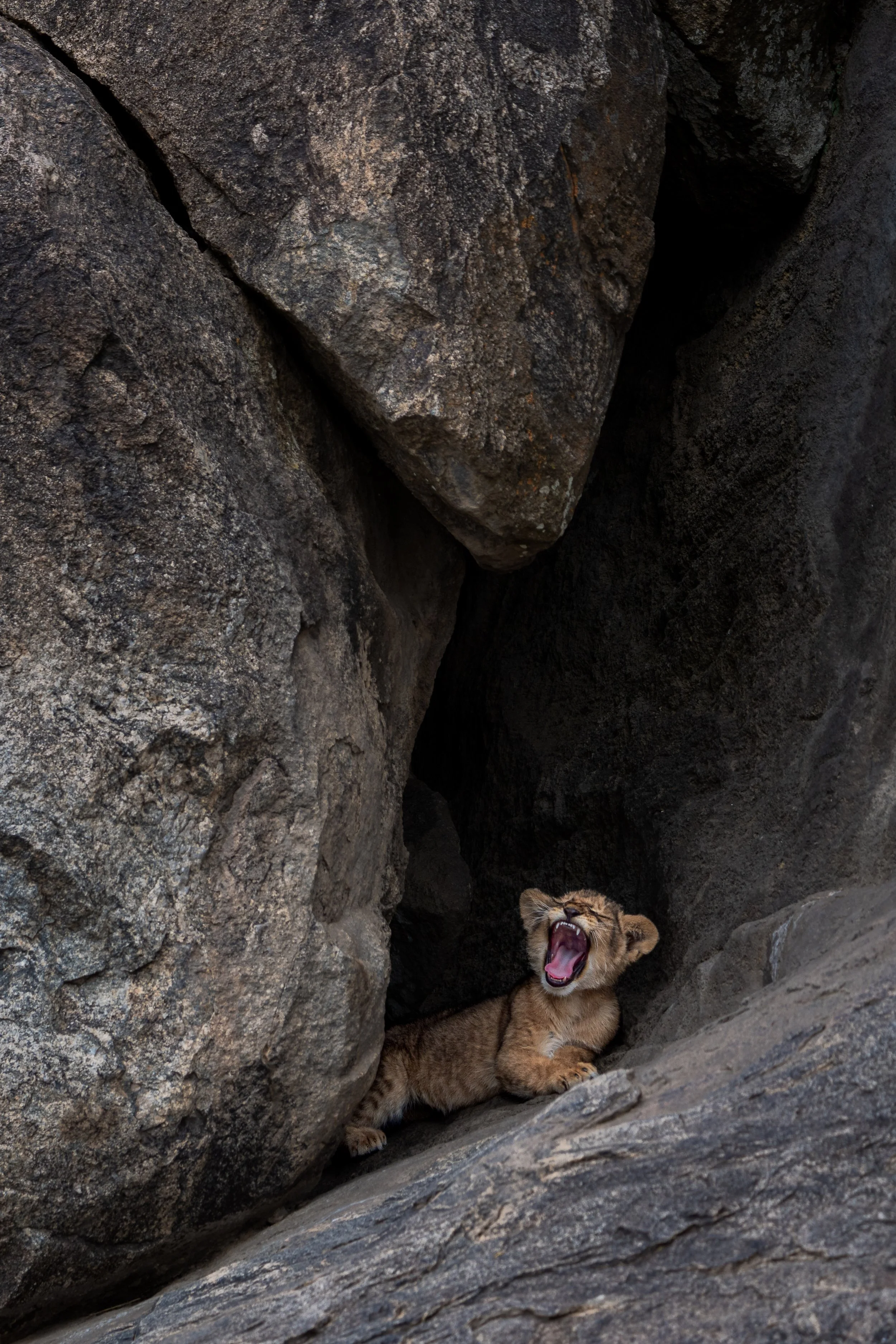 Lion cub, Serengeti National Park, Tanzania