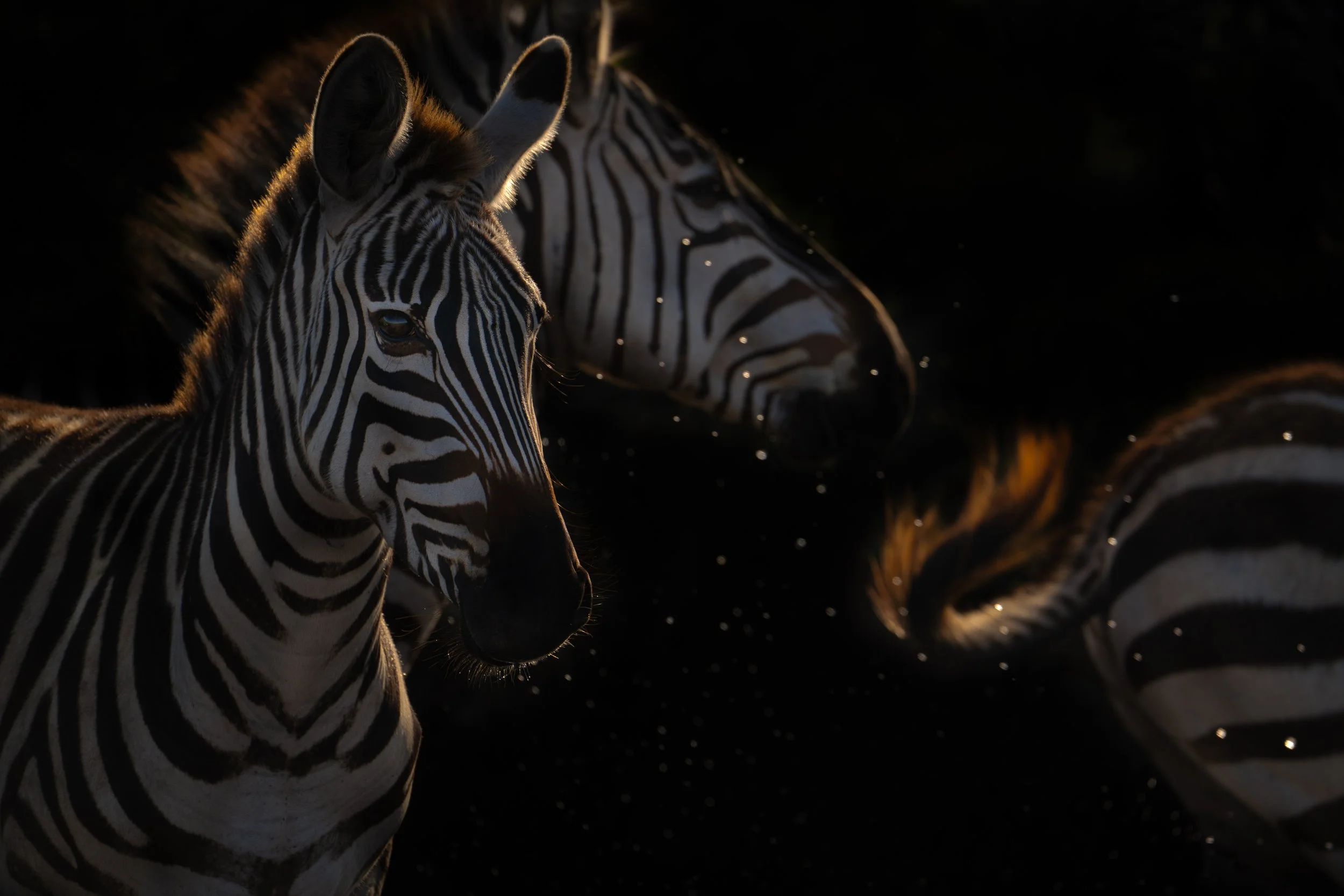 Zebras, Ngorongoro Crater, Tanzania