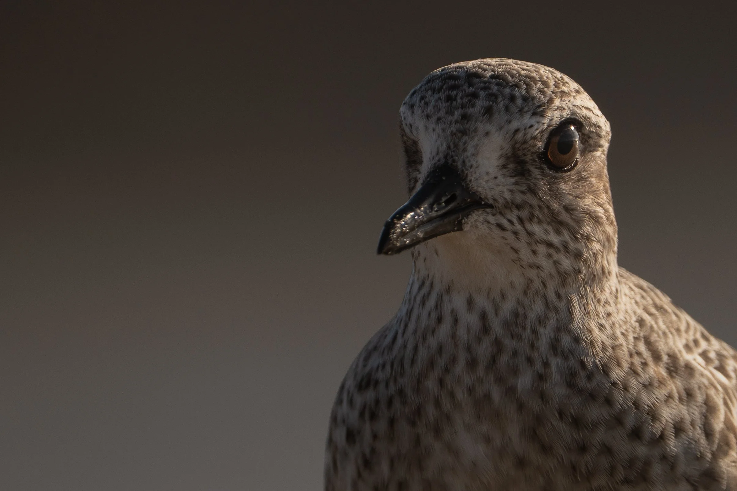 Close-up of a bird's head and upper body, showing its brown and speckled feathers and a dark beak, with simple dark background.