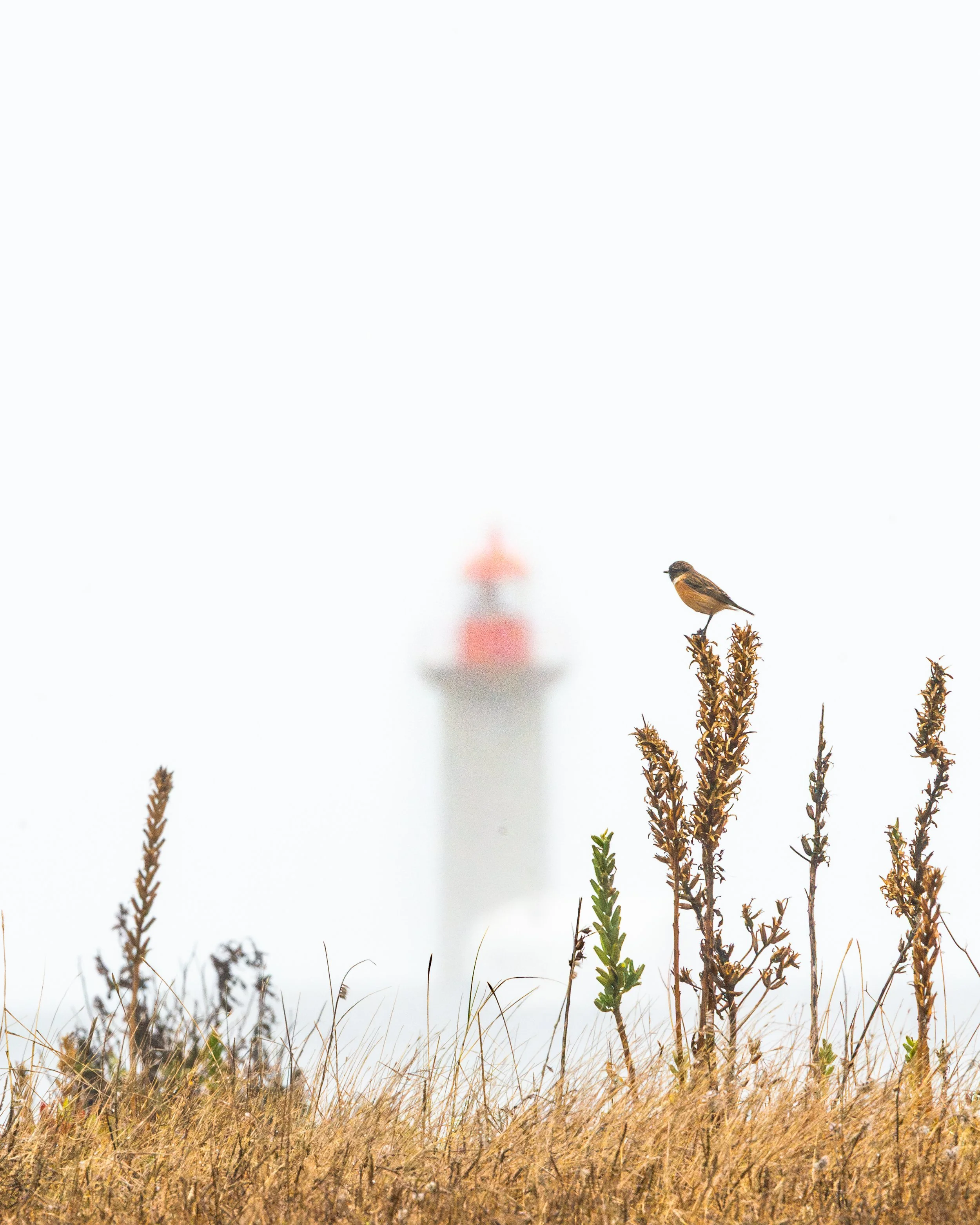 European stonechat, Porto, Portugal