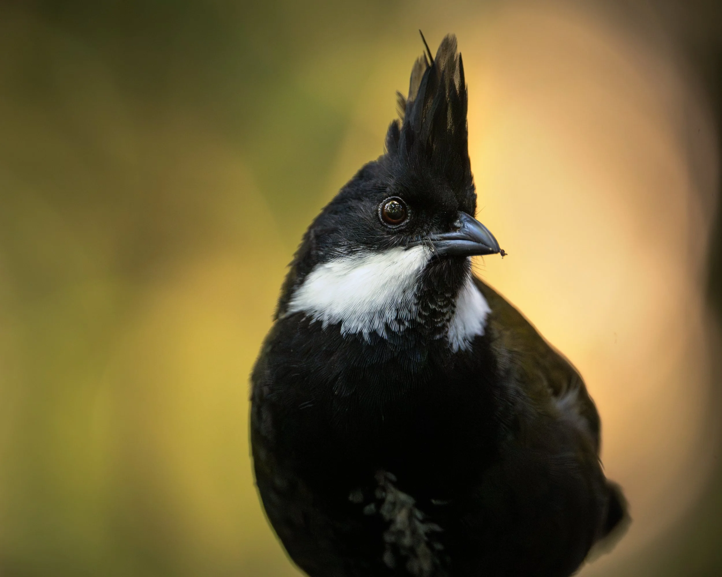 Eastern whipbird, Lamington National Park, Australia