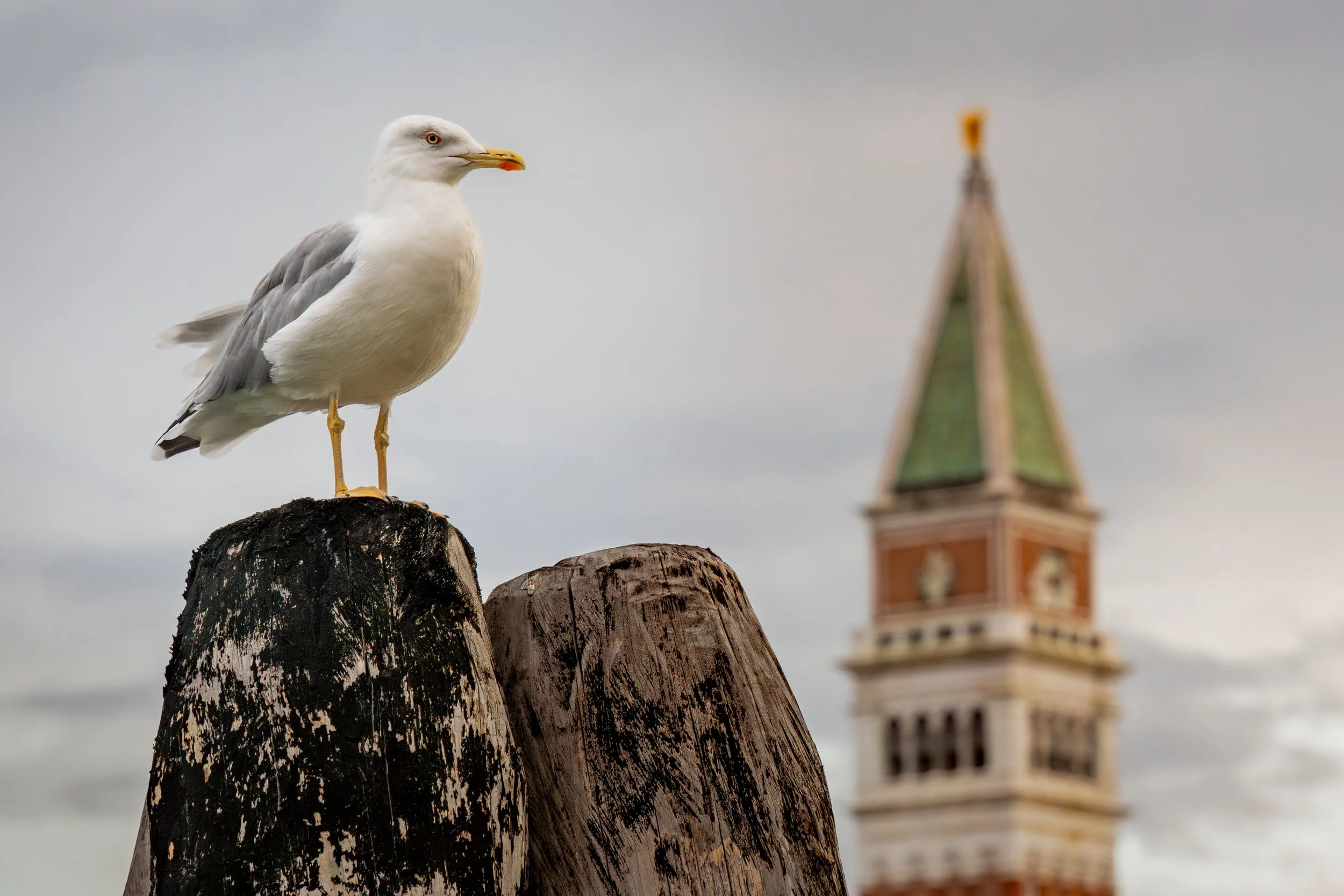 Yellow-legged gull, Venice, Italy
