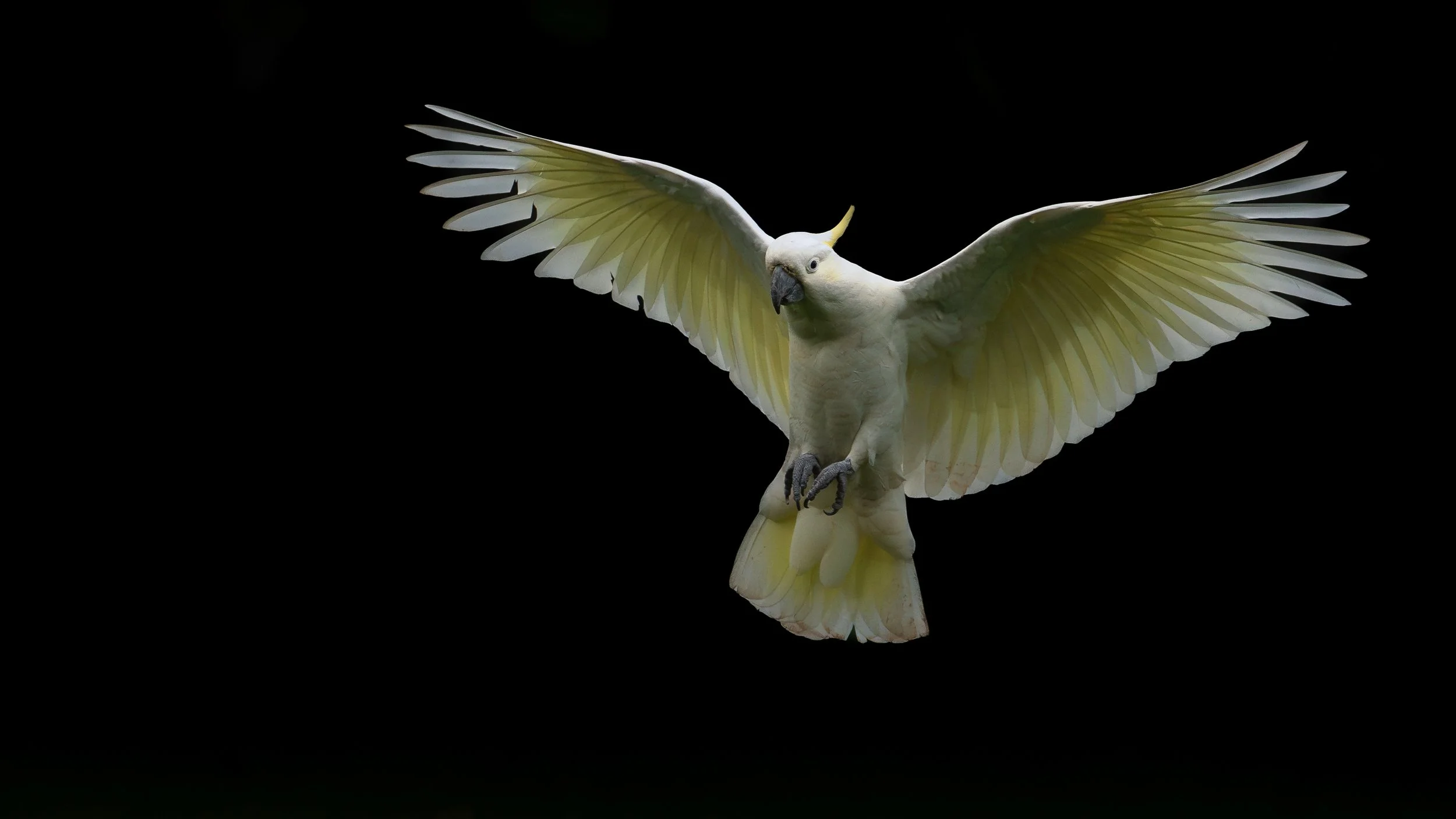 Sulfur-crested cockatoo, Sydney, Australia
