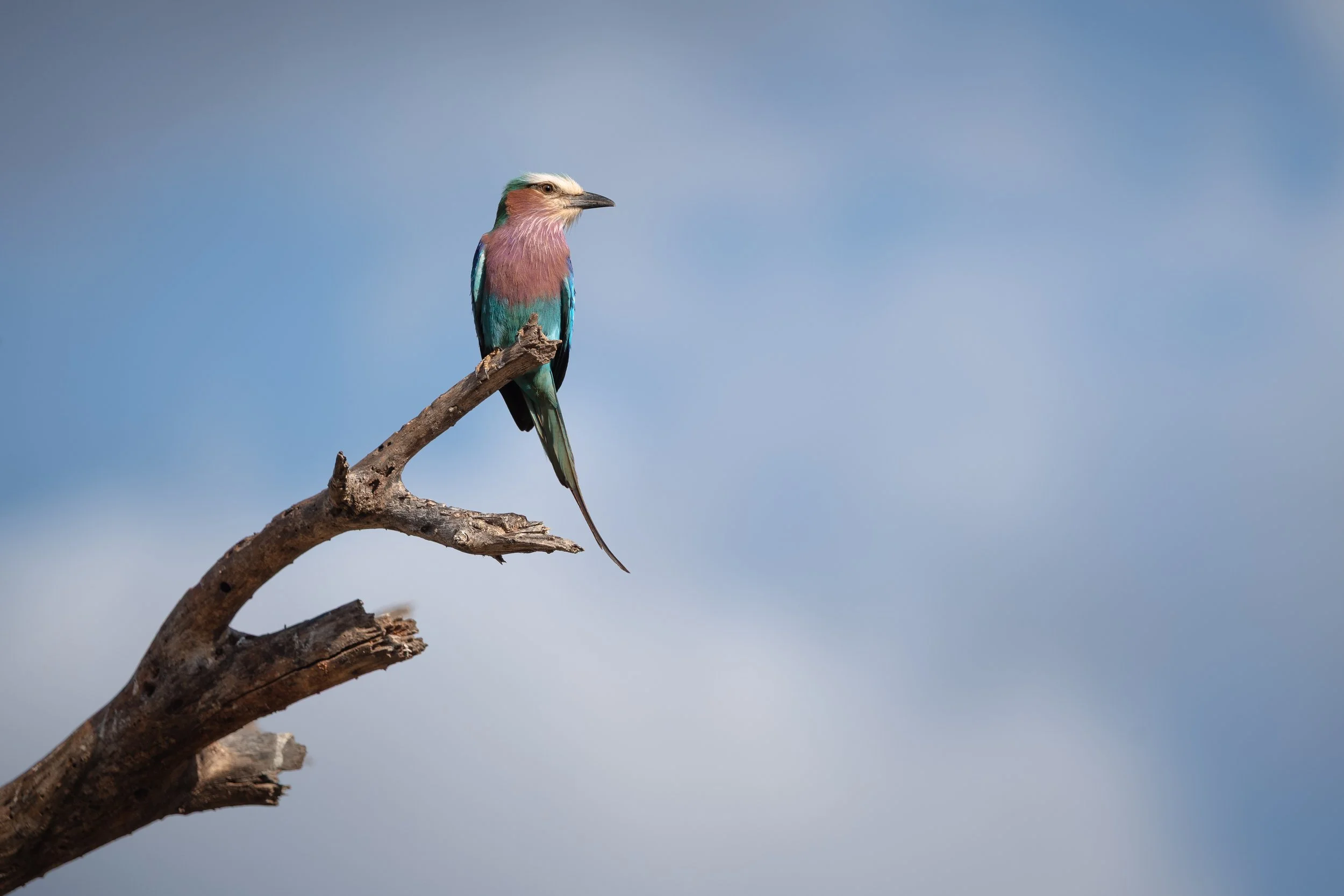 Lilac-breasted roller, Serengeti National Park, Tanzania