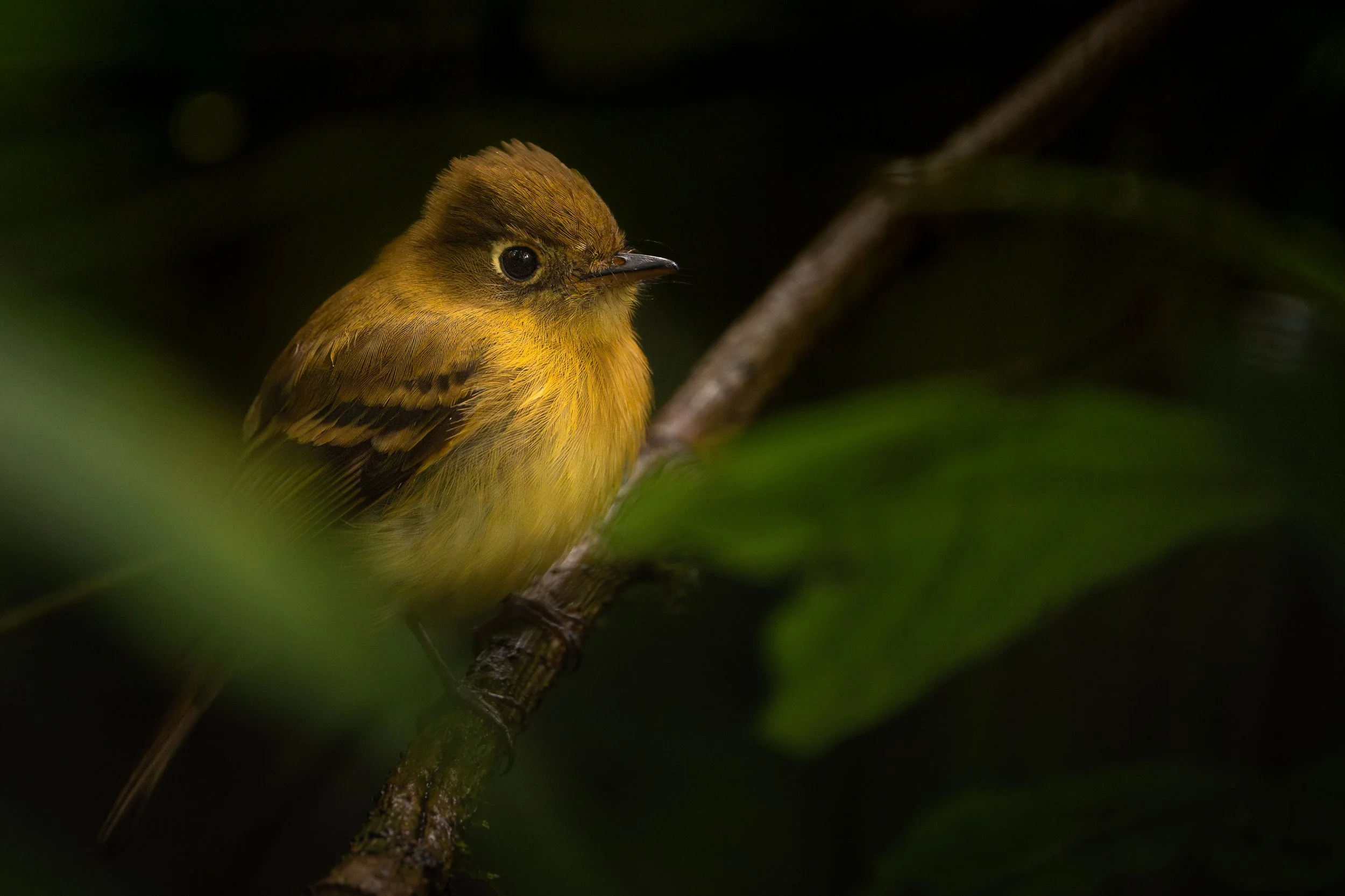 Yellowish flycatcher, Monteverde, Costa Rica