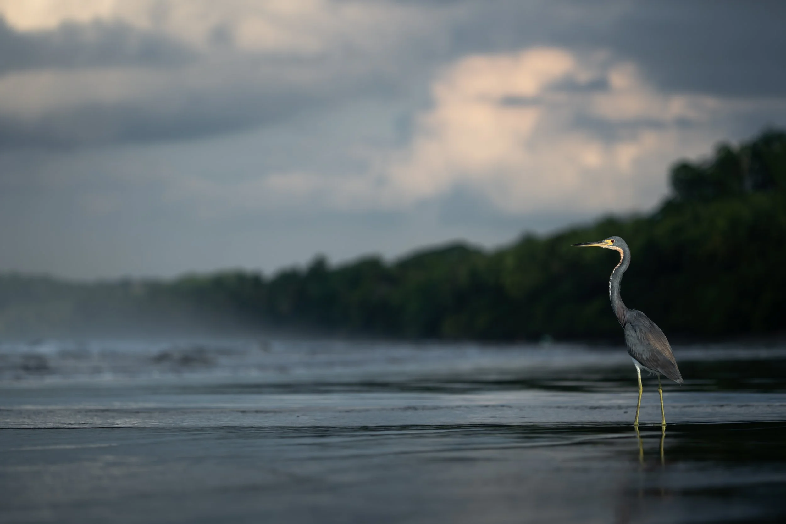 Tri-colored heron, Dominical, Costa Rica