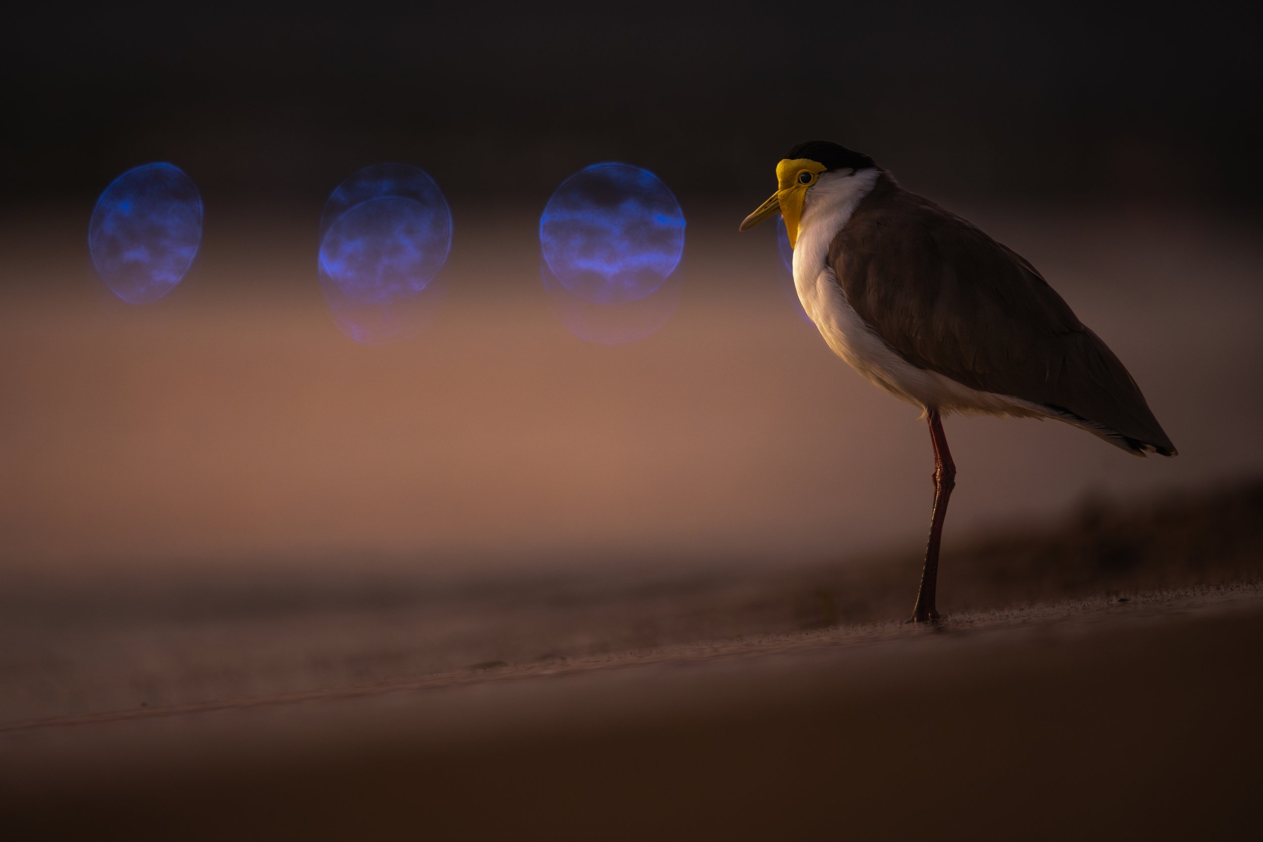 Masked lapwing, Cairns, Australia