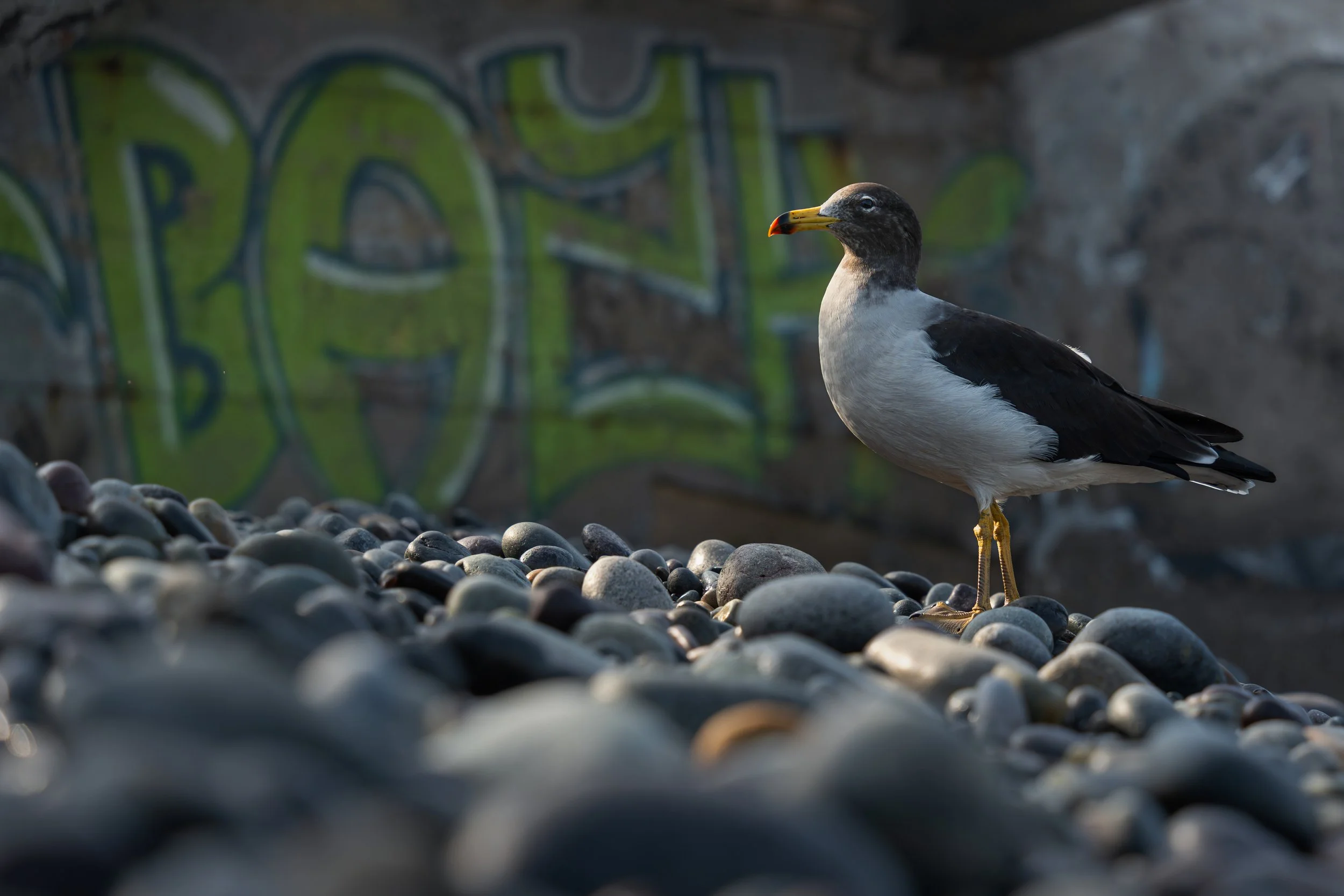 Blecher's gull, Lima, Peru