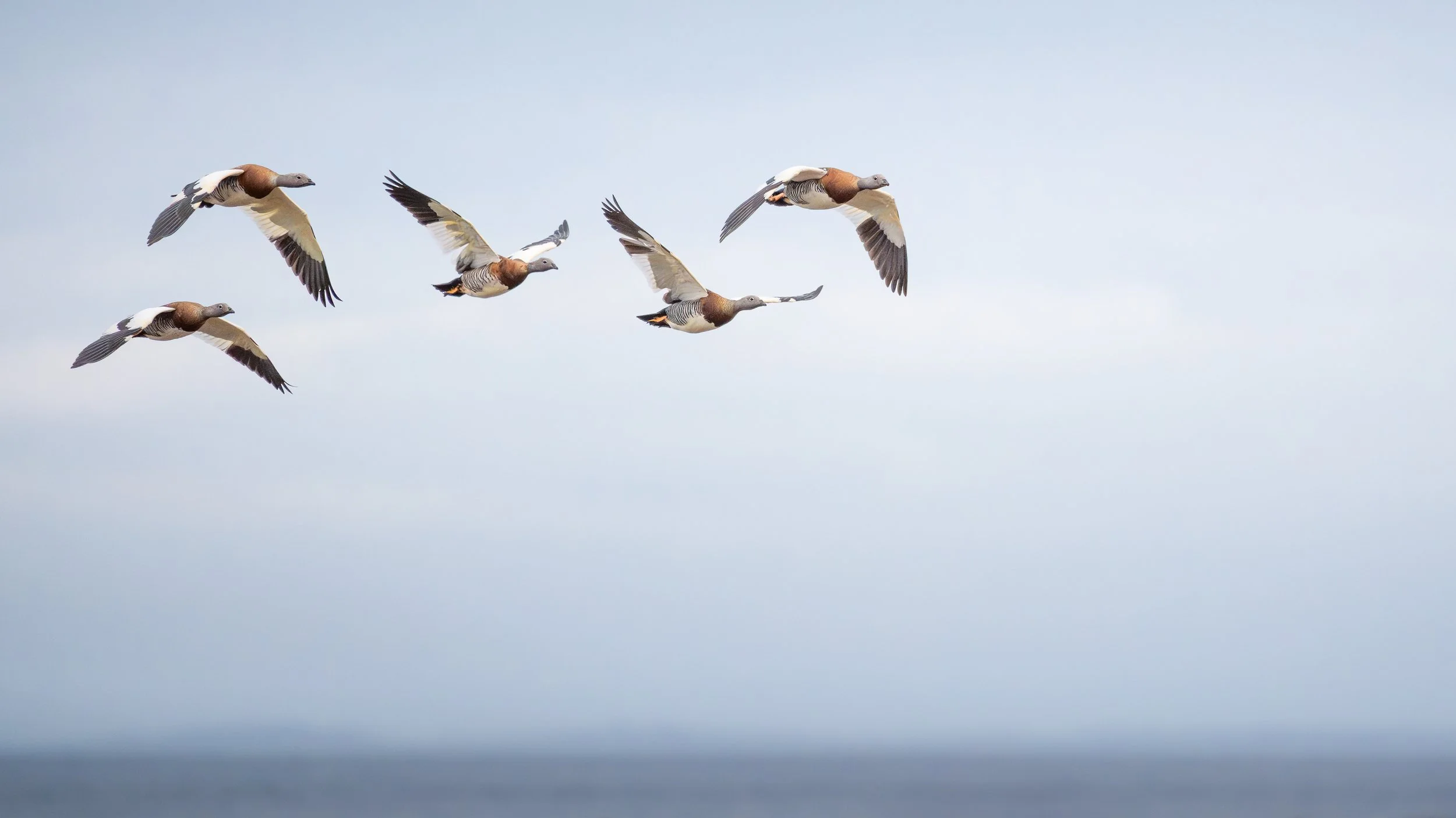 Ashy-headed geese, Carretera Austral, Chile
