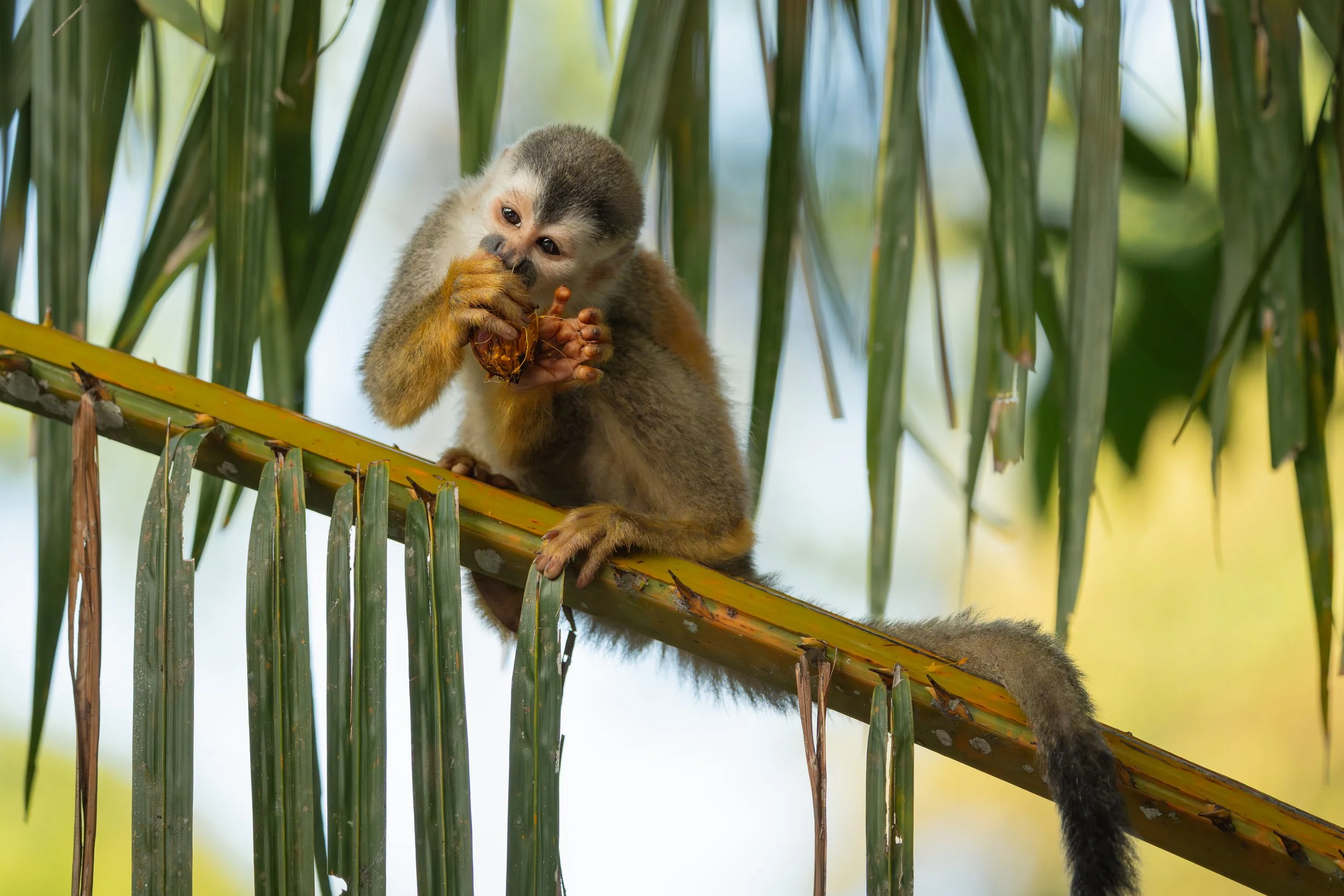 Squirrel monkey, Manuel Antonio, Costa Rica