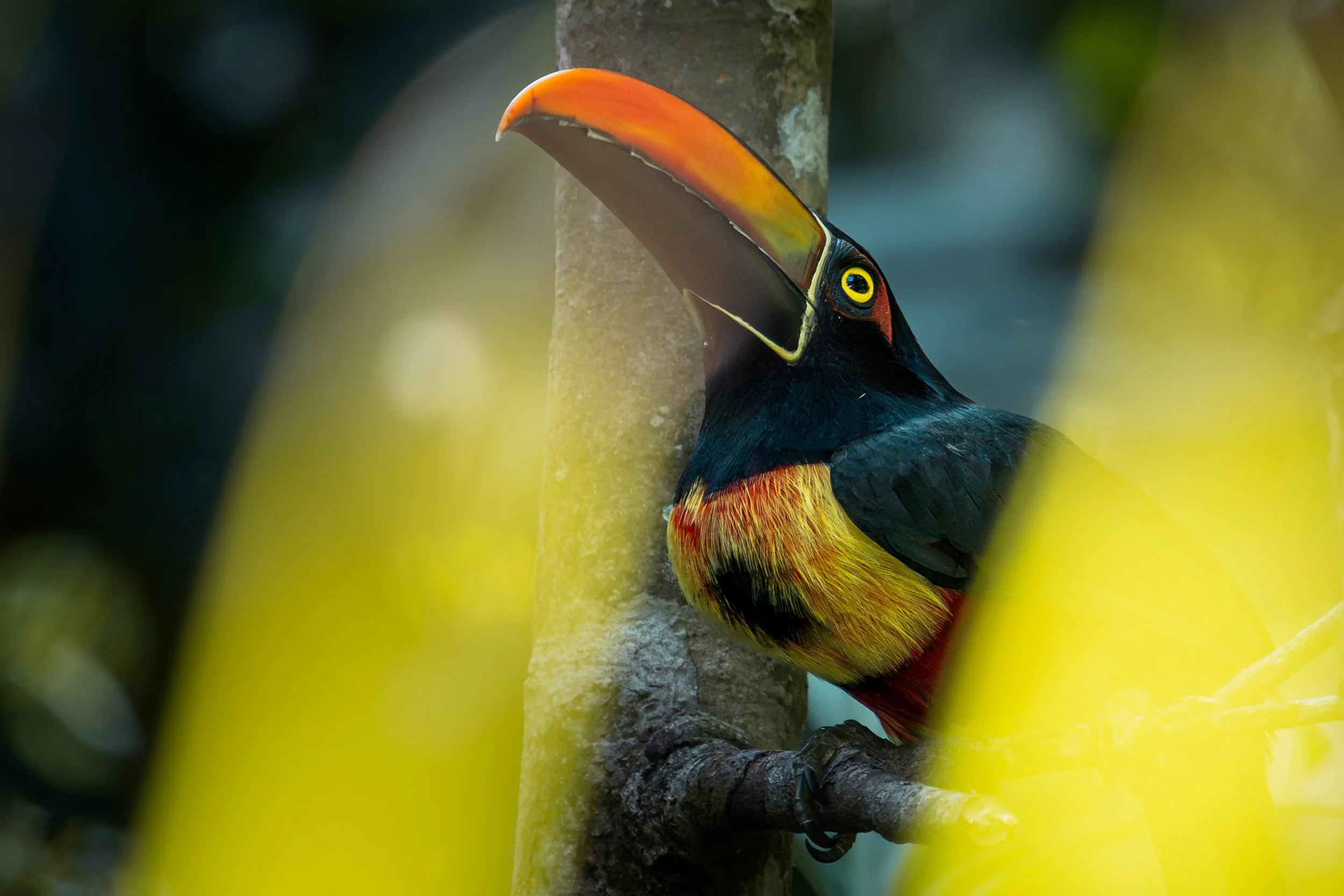 Fiery-billed aracari, Manuel Antonio, Costa Rica