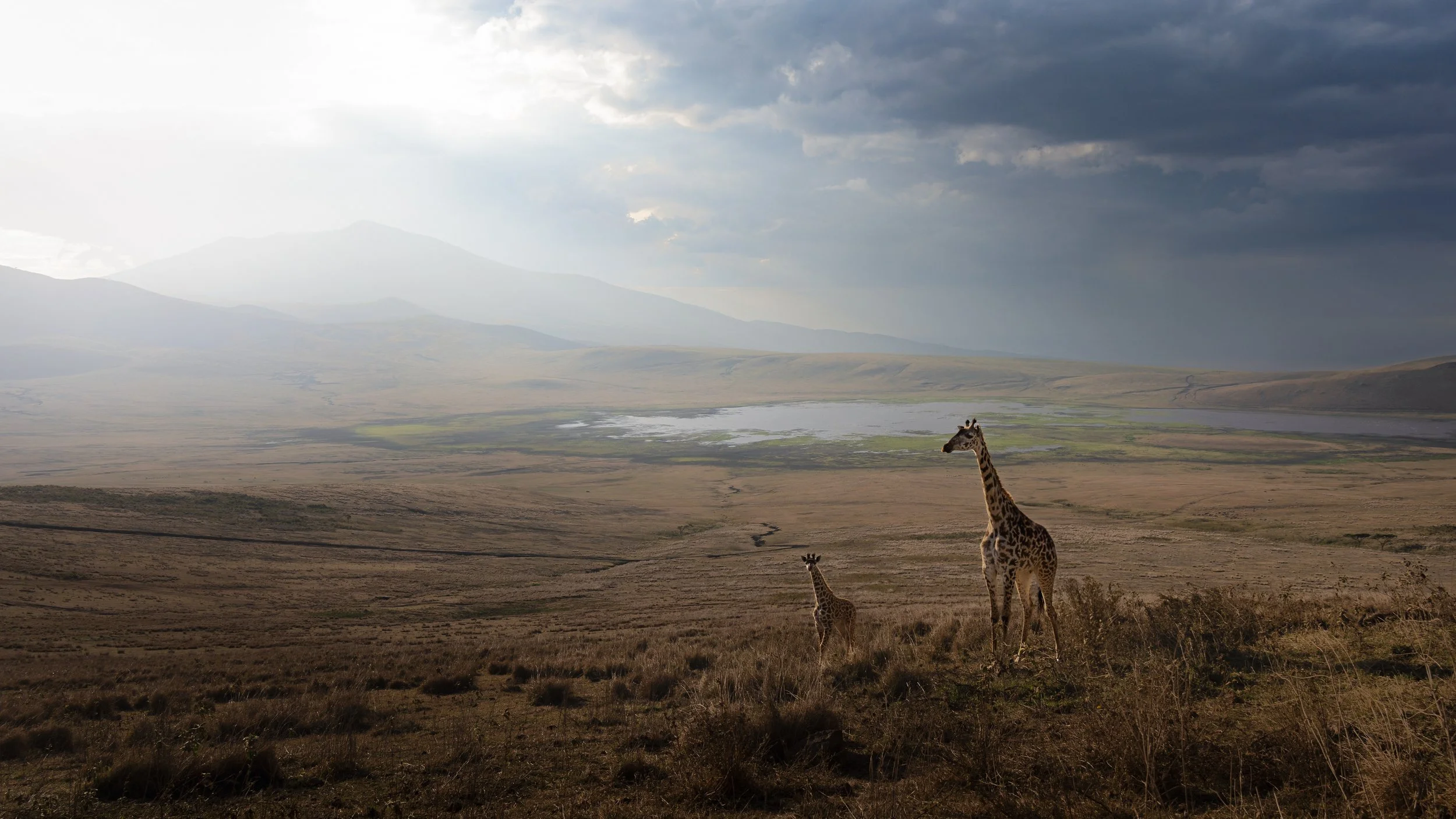 Masai giraffes, Ngorongoro Conservation Area, Tanzania