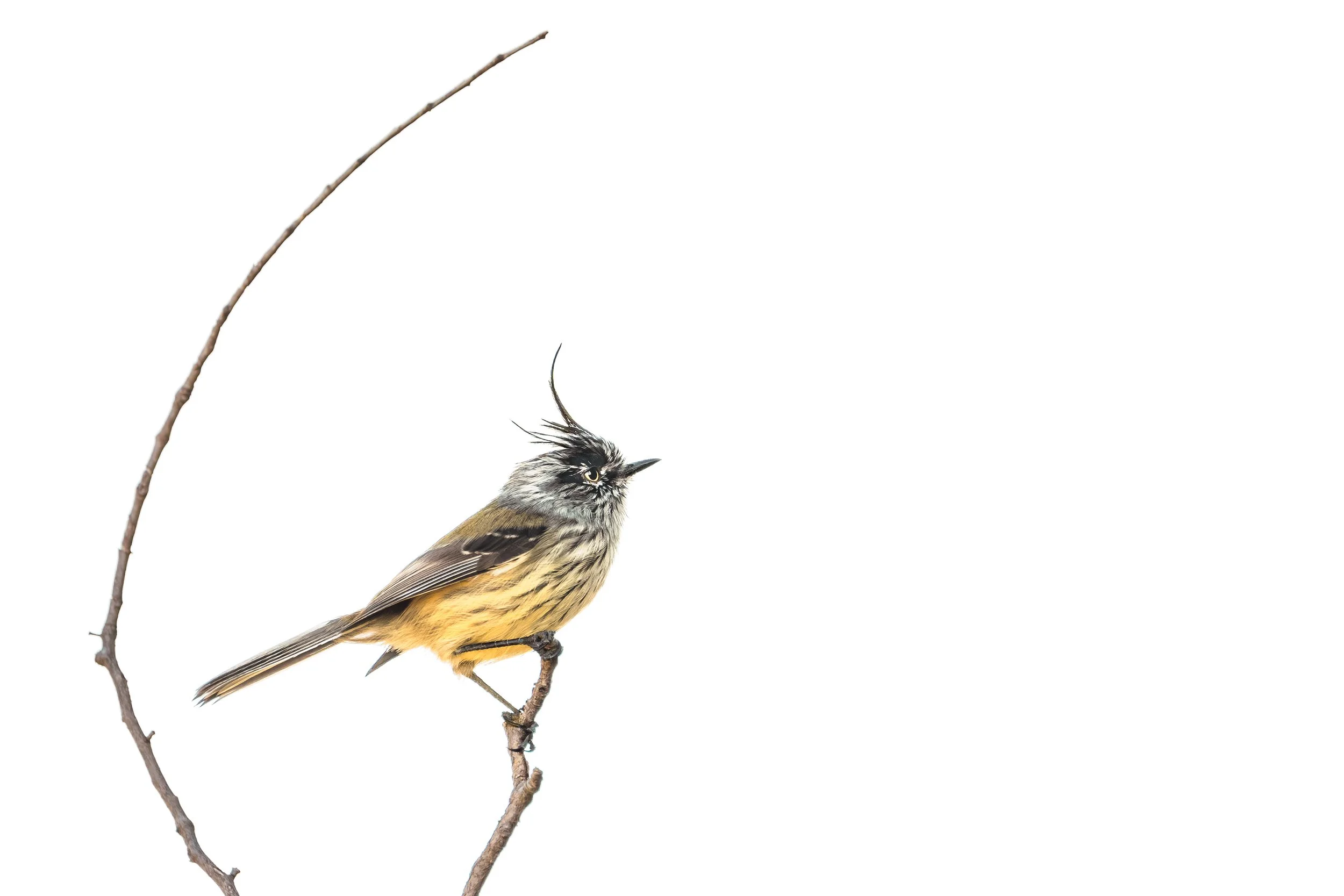 Tufted tit-tyrant, Carretera Austral, Chile