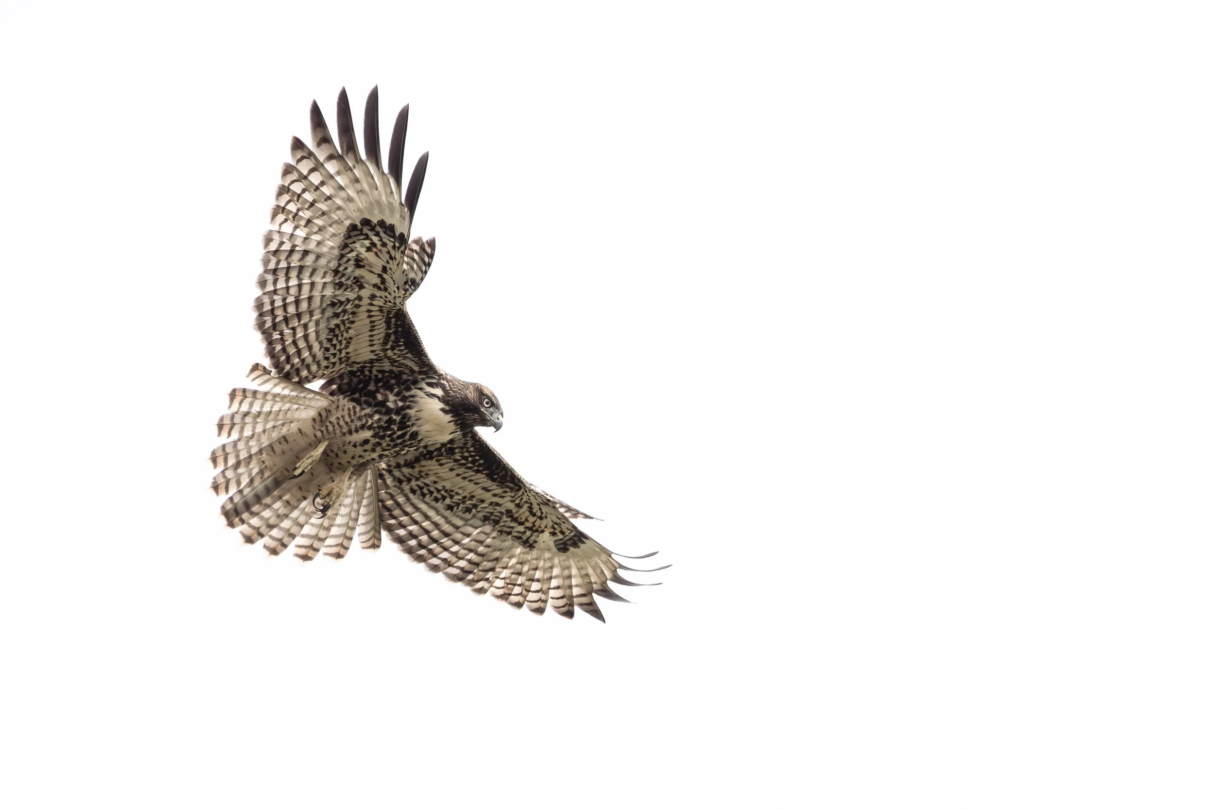 Red-tailed hawk, San Francisco, California