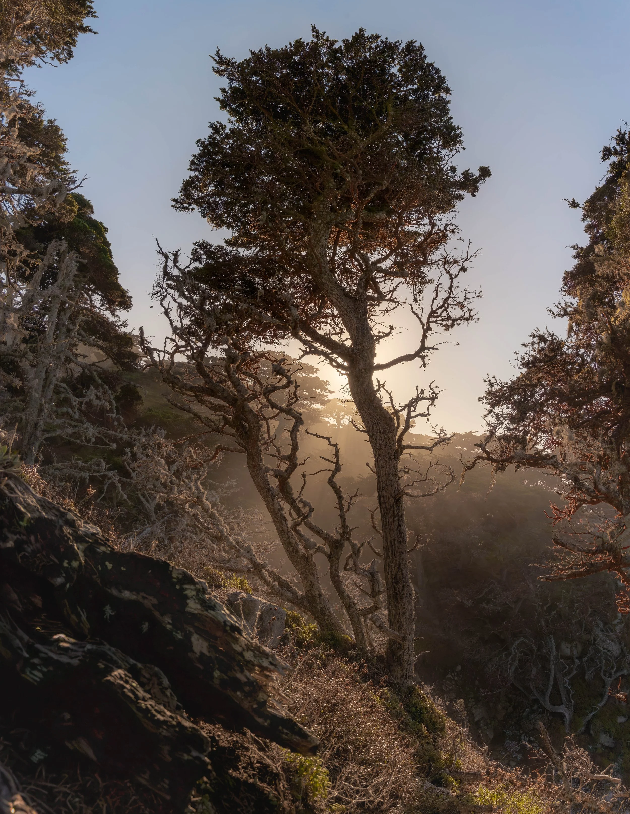 A rugged, rocky terrain with several twisted, gnarled trees. The trees have sparse foliage and are silhouetted against a hazy, soft sunset or sunrise sky, creating a dramatic and serene scene of wilderness and natural beauty.