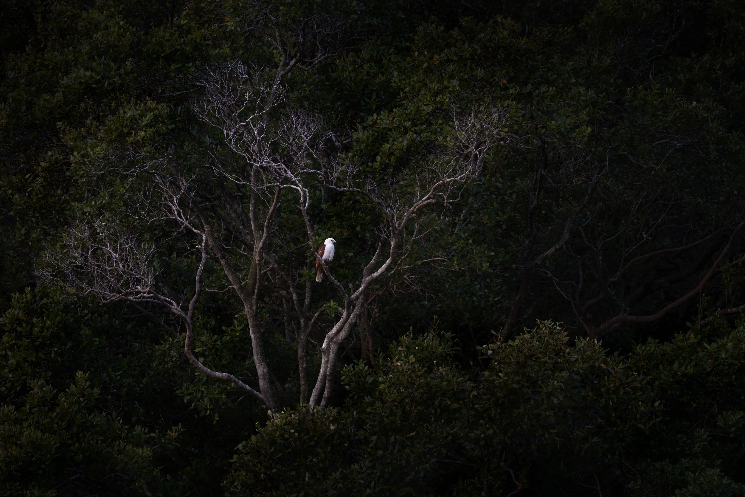 Brahminy kite, Brisbane, Australia