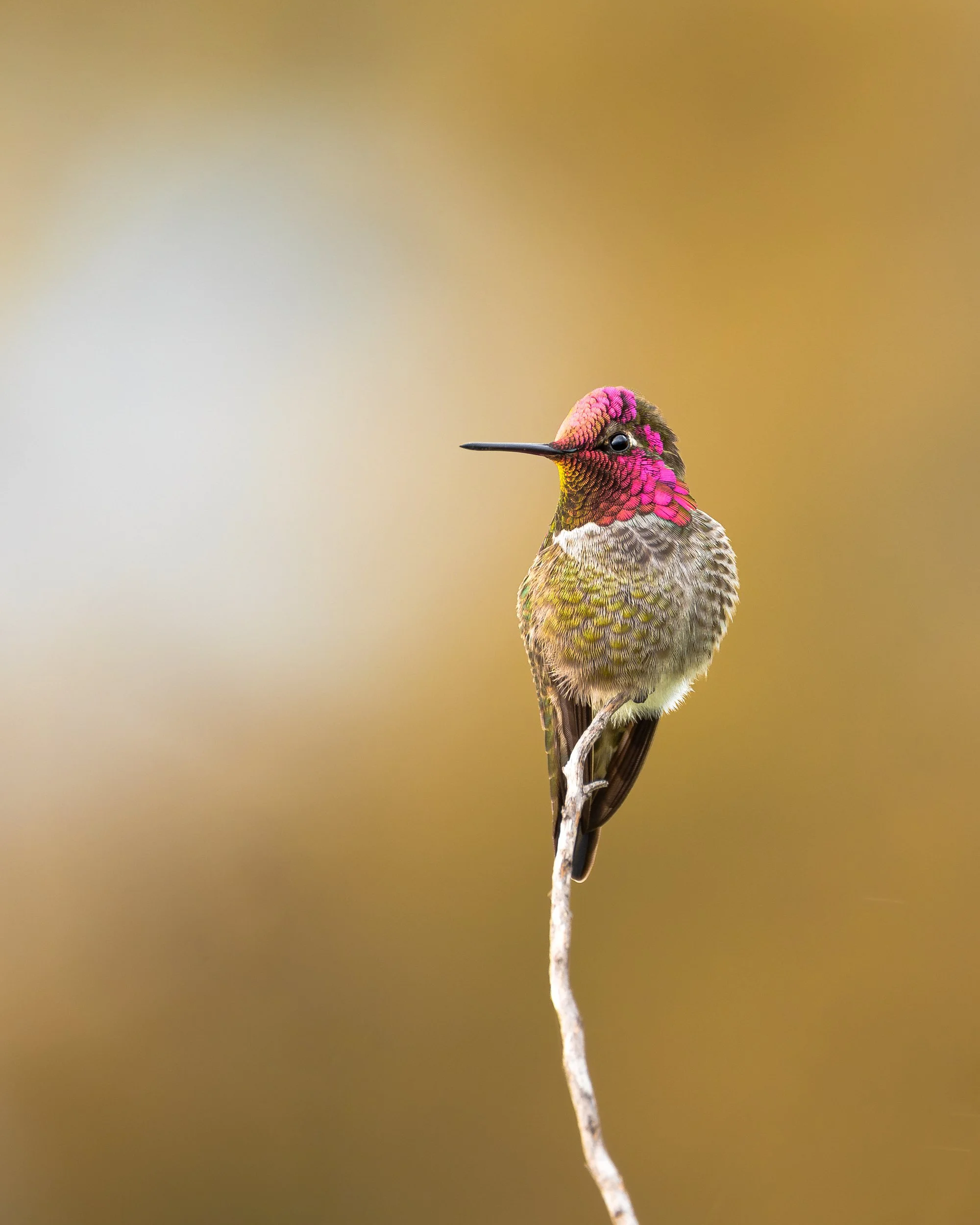 Anna's hummingbird, Alameda, California