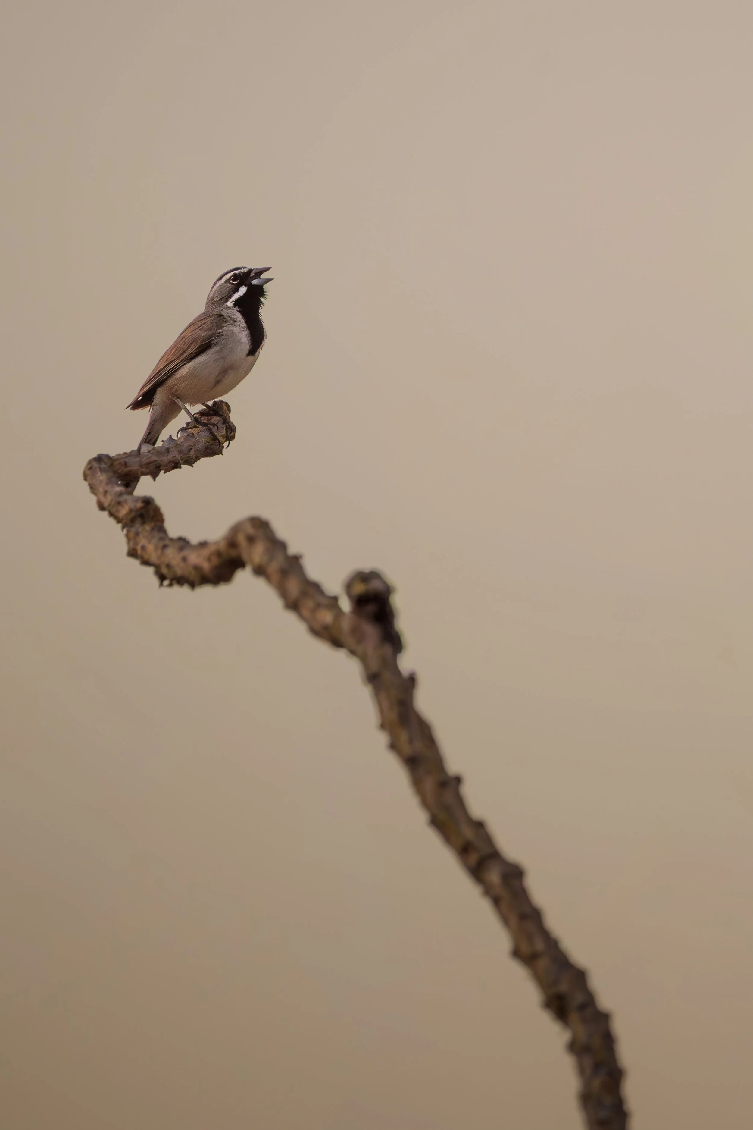DSC09989.jpg